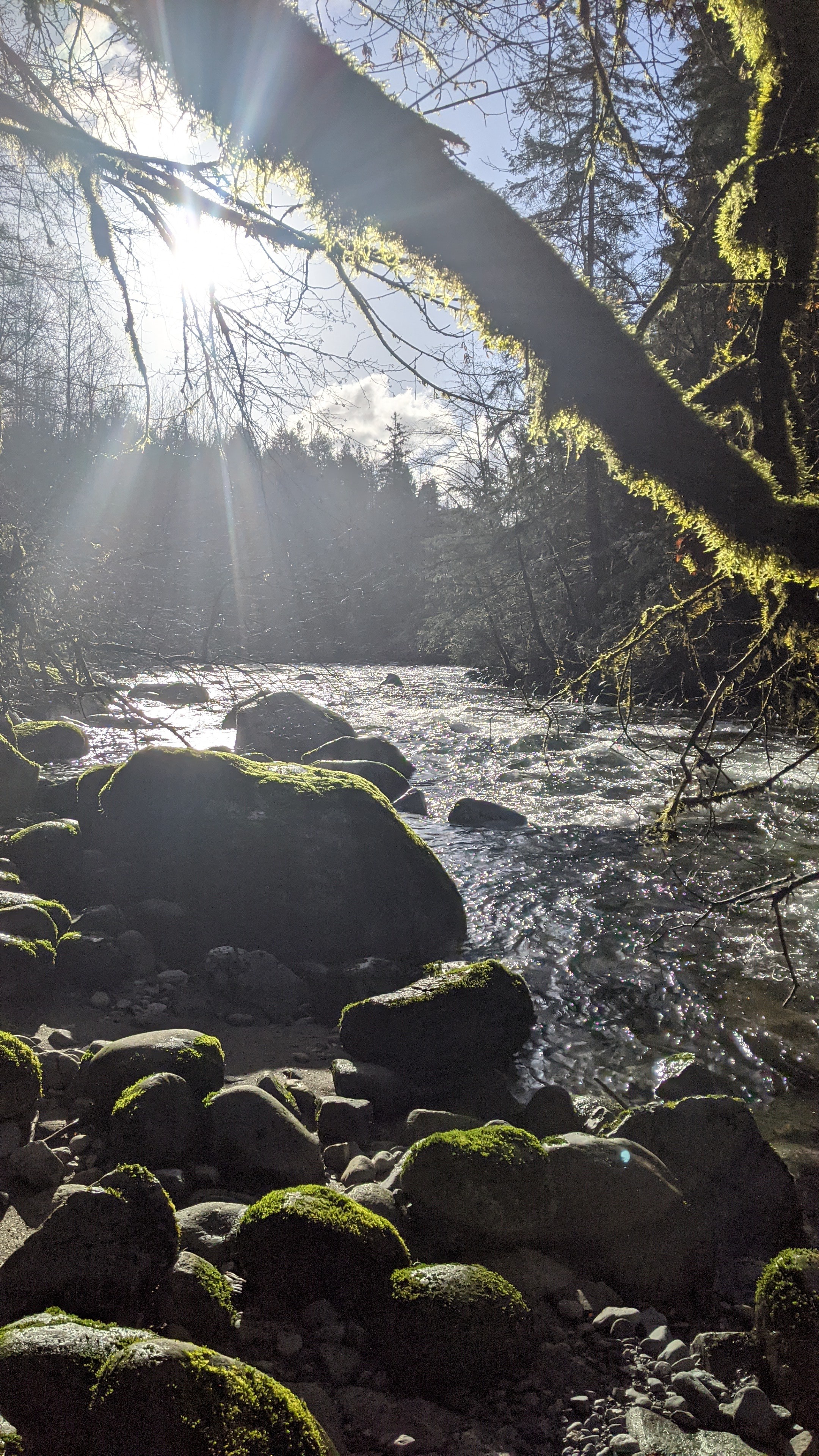 A Serene Winter Dip in the Creek
