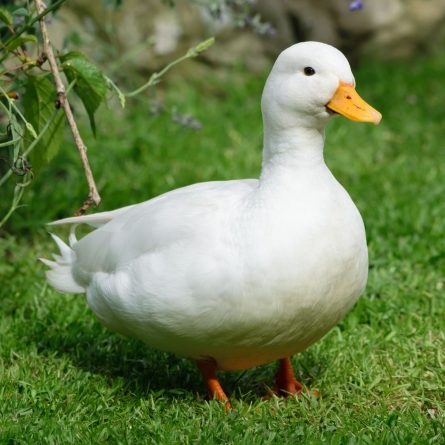 Just a pato being adorable.