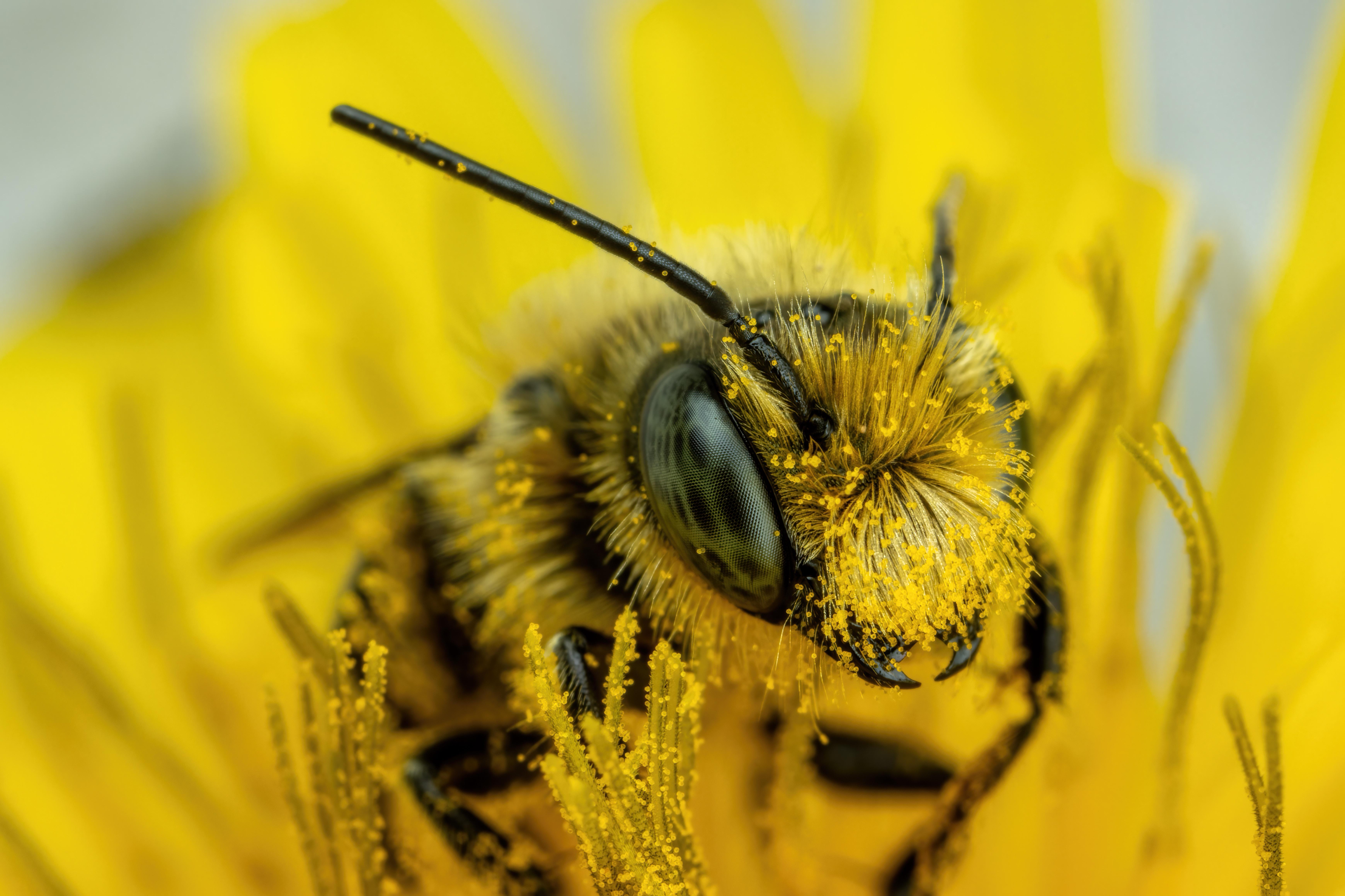 The Buzzing Mystery: What Does Bzzzzzz Mean?