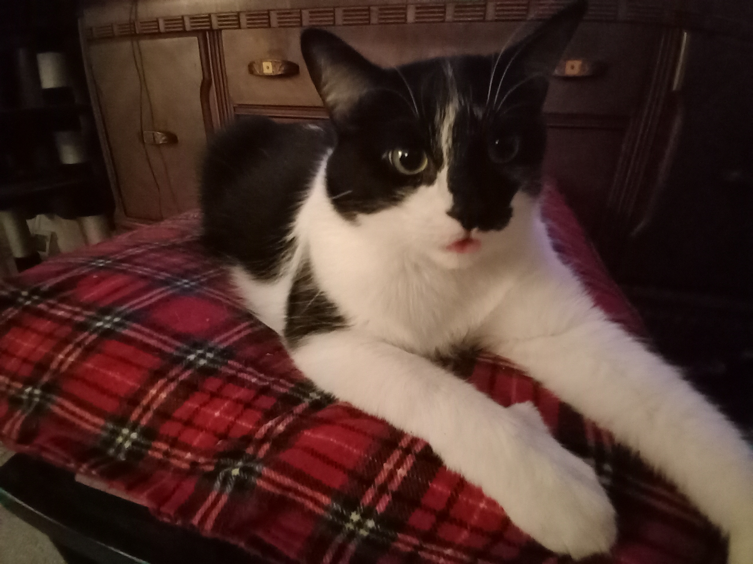 Jasper snuggled up on a pillow, proudly repping Team Acorn!