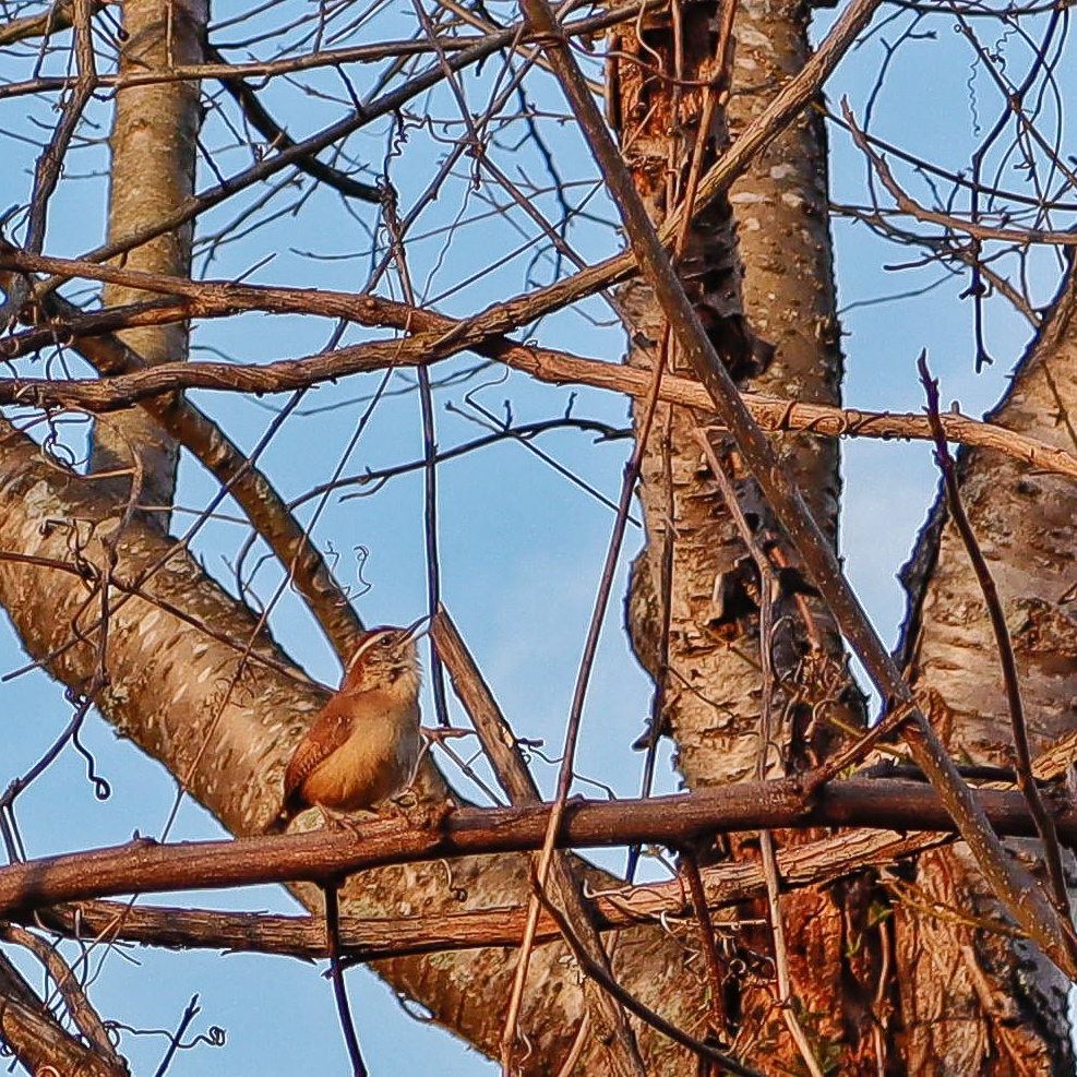 Birdwatching Adventures