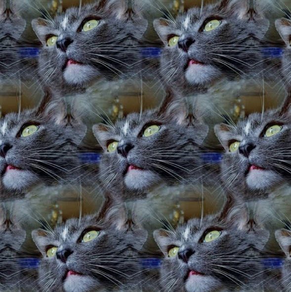 A Whimsical Cat Collage That Will Melt Your Heart
