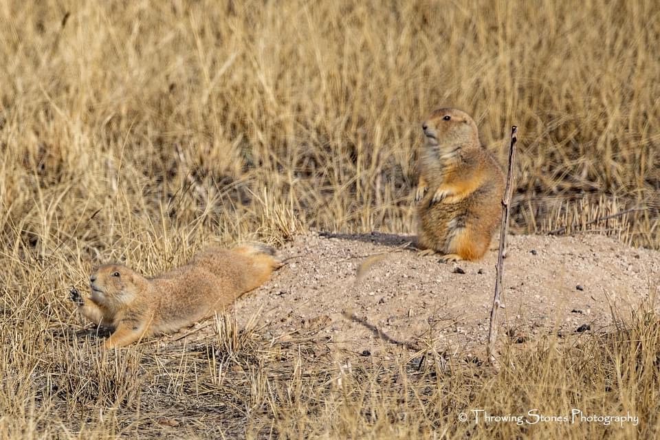 Adorable Prairie Dogs in Action