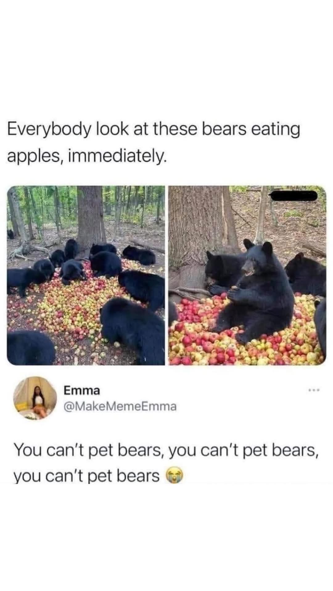 Sure, you can pet them, but only once in a while!