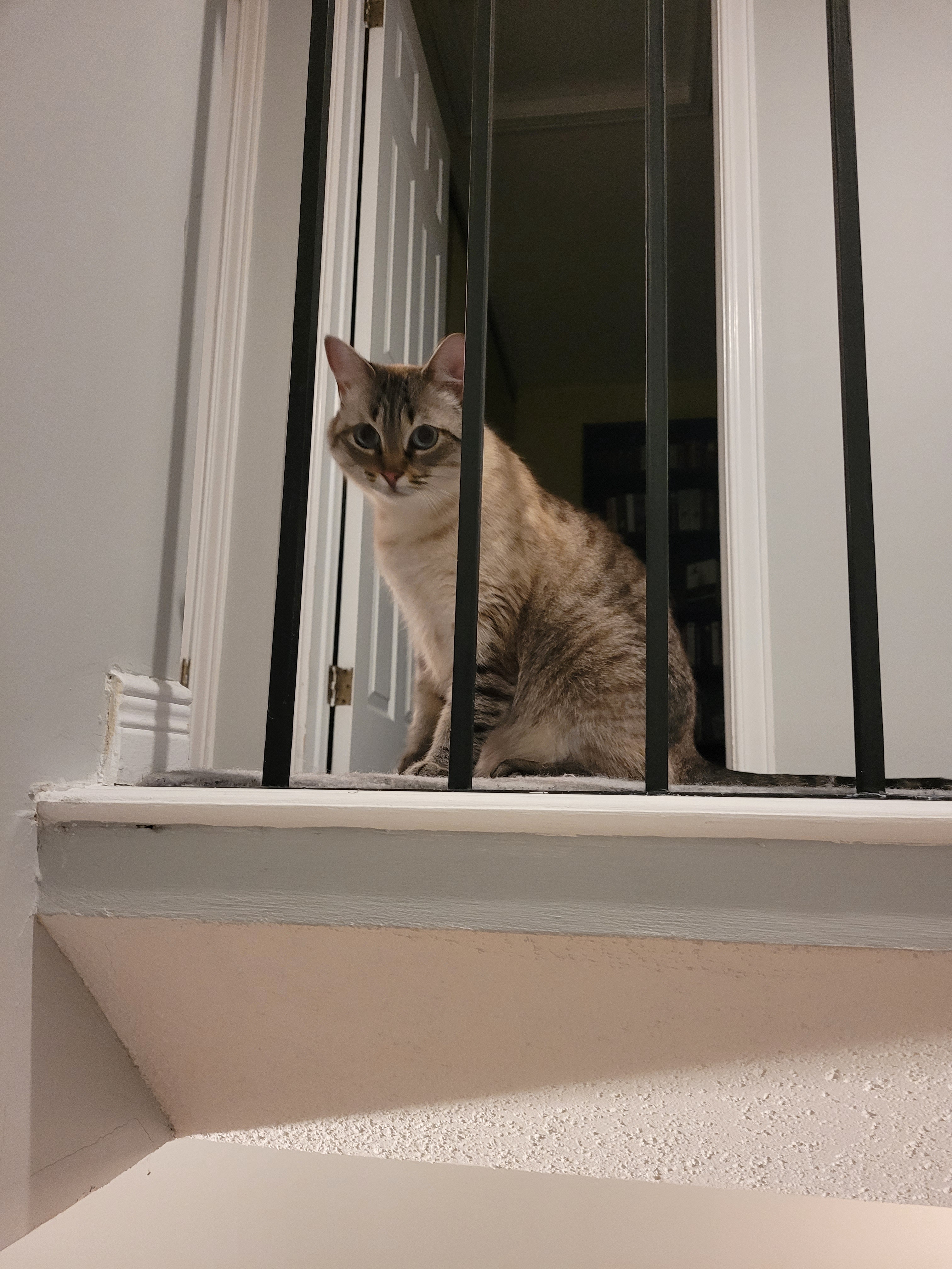 Celebrating My First Caterday, Even If I'm Late