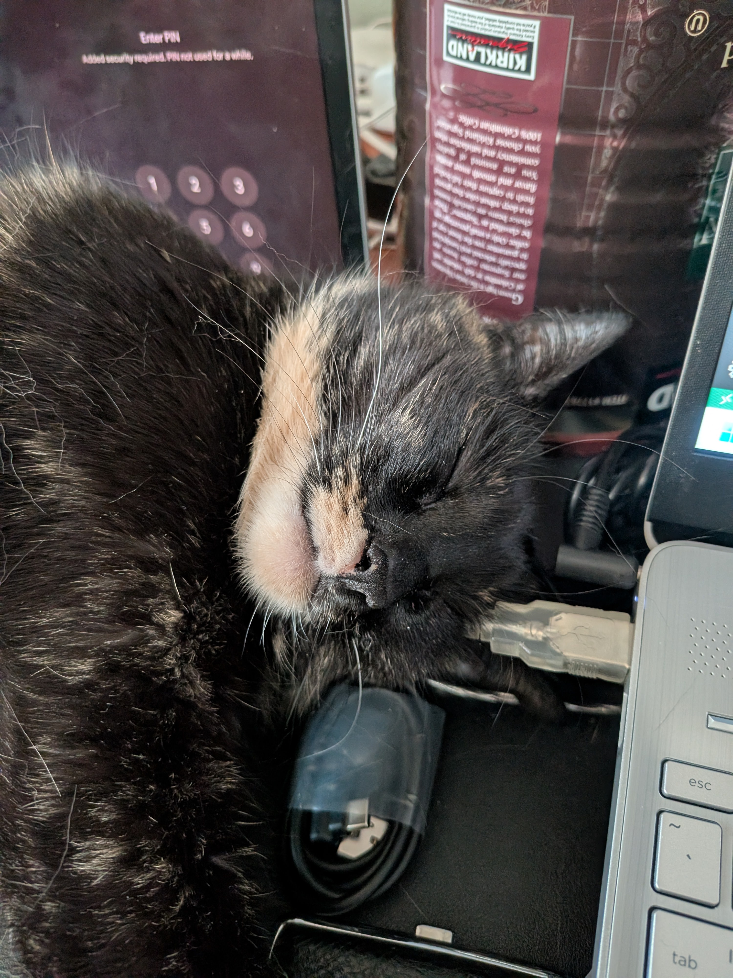 Smudge the Cat Assisting Me with Work