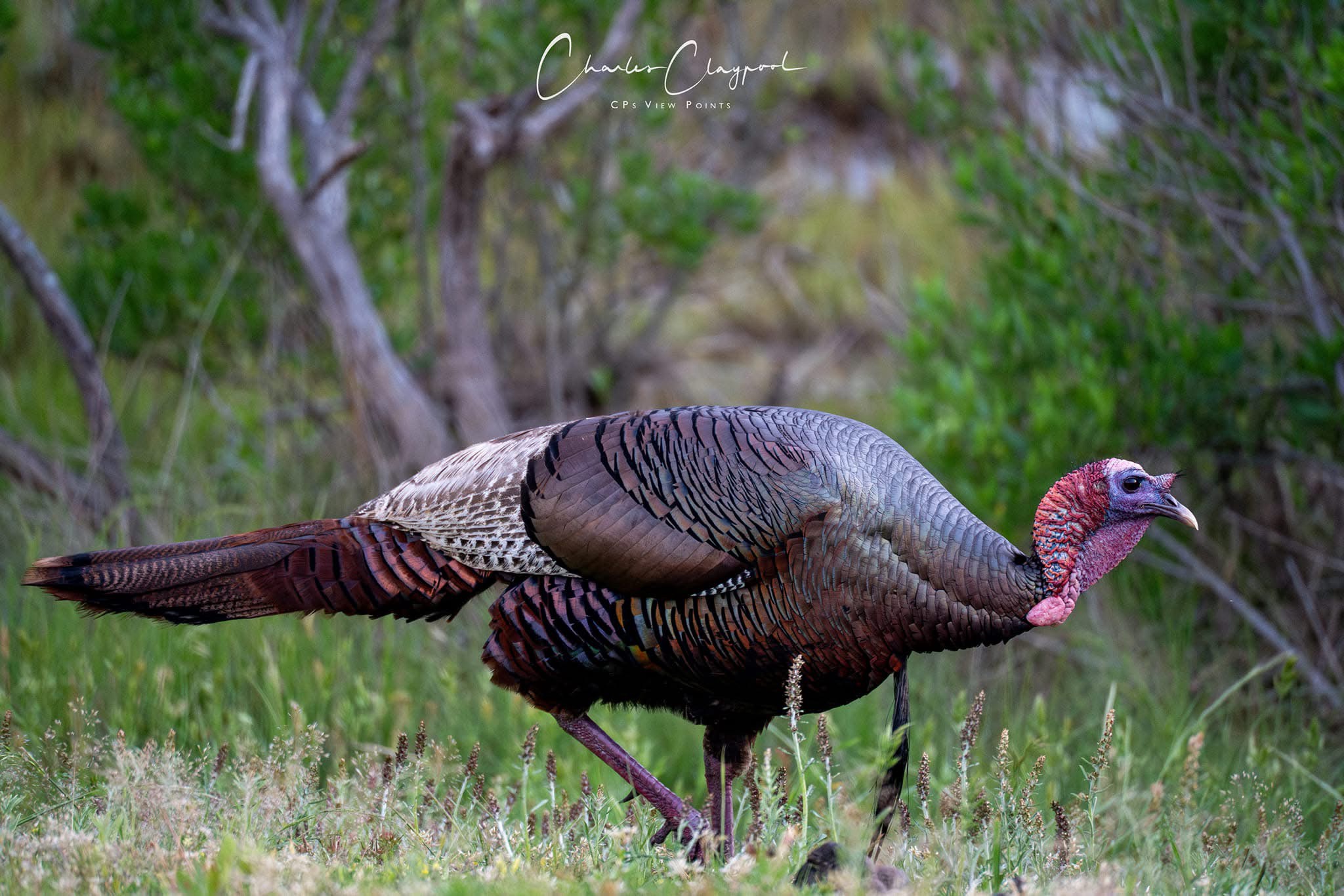 Gobble Gobble: Celebrating Turkey Day