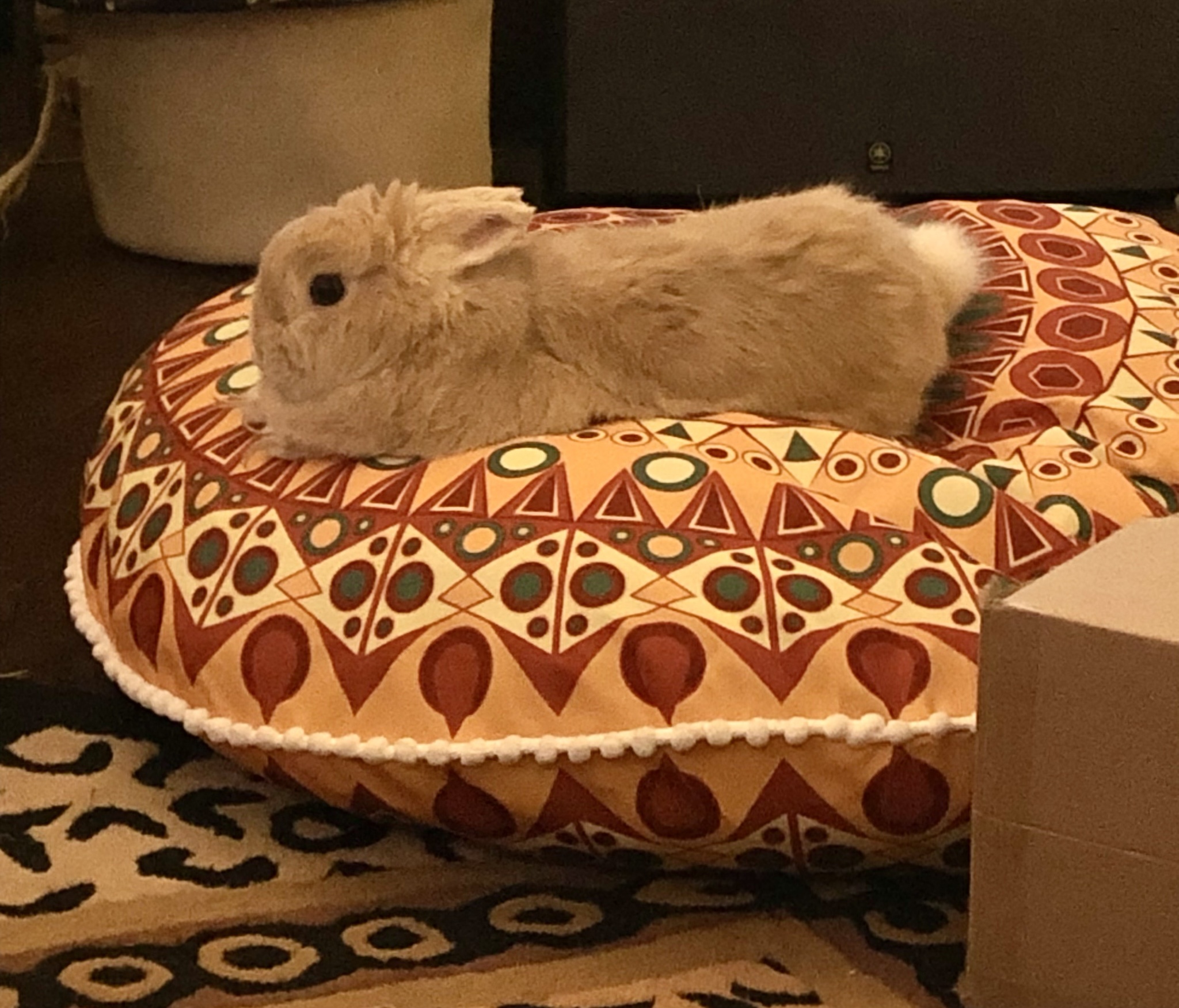 My Floof Has Officially Taken Over This Floor Pillow as Her Cozy Bed