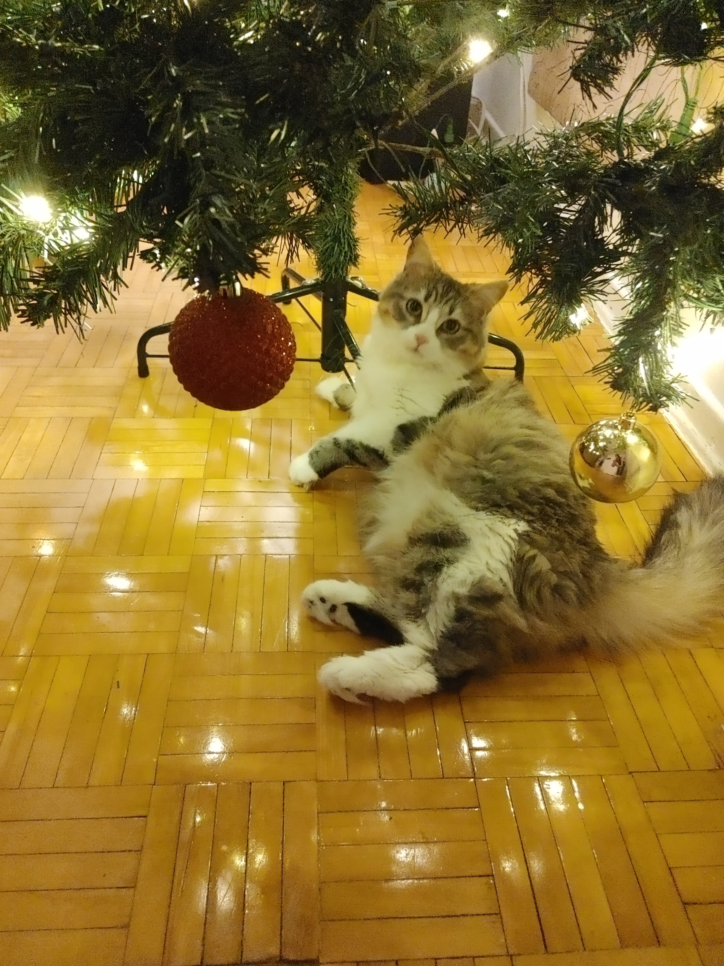 Frankie Wishes You a Meowy Christmas and Celebrates the Power of Pinecones!
