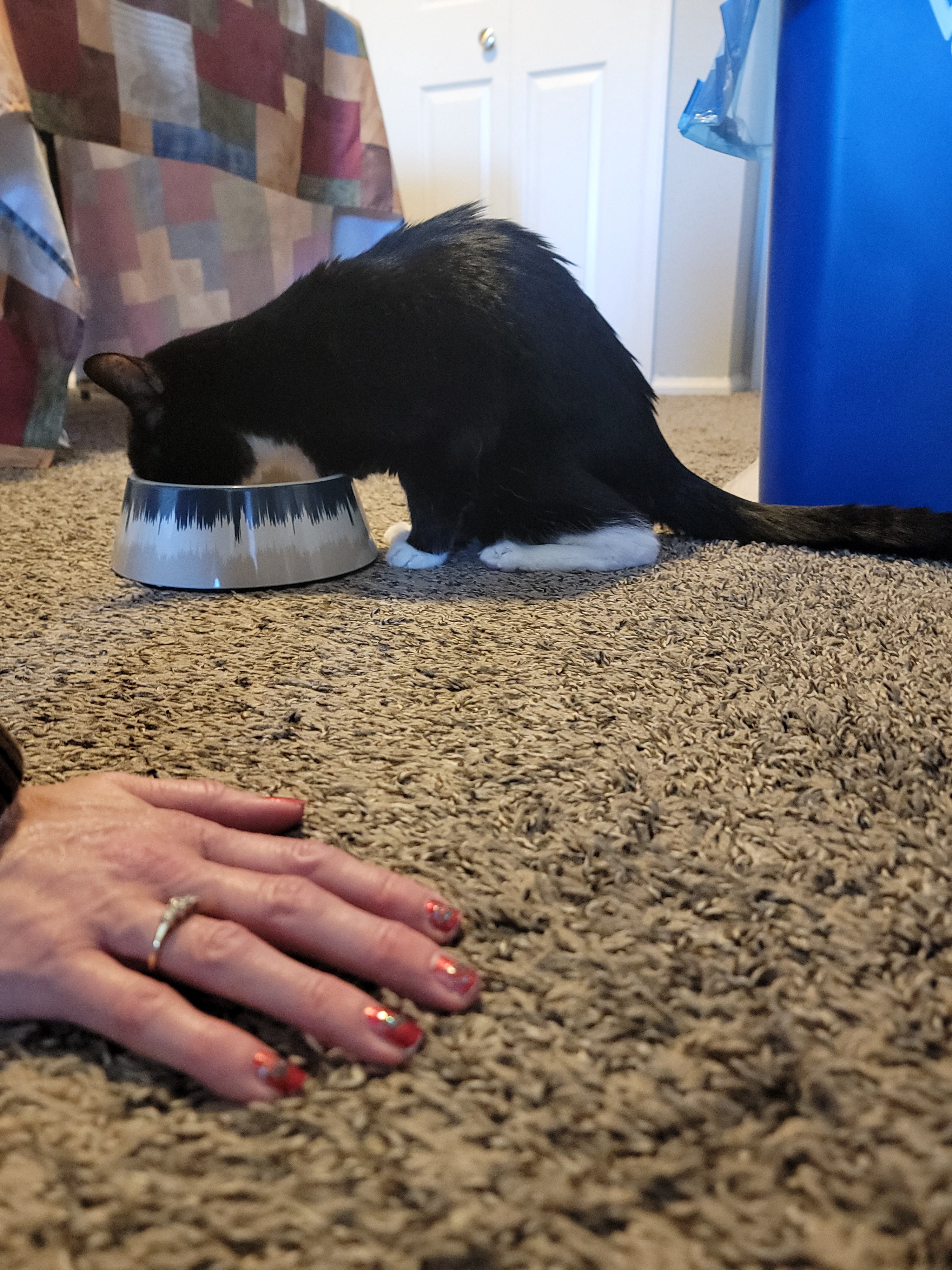 Daily Dose of Cat Cuteness #1278