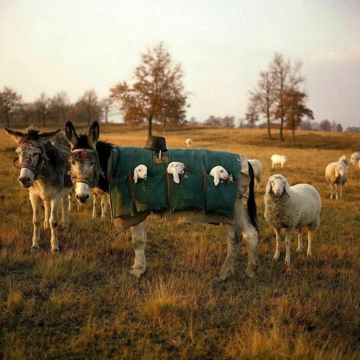 The Lamb Taxi Adventure