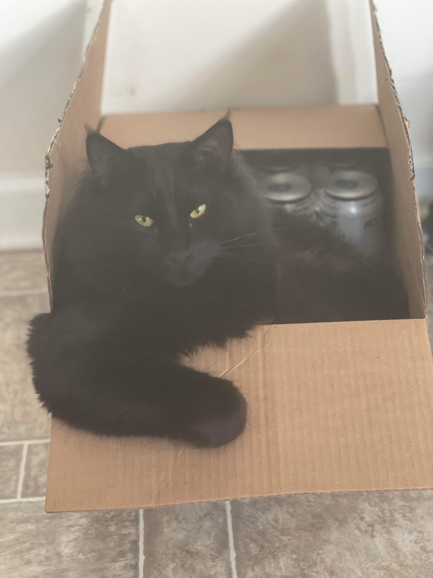 Does he bite? Absolutely. And he’s judging you too.