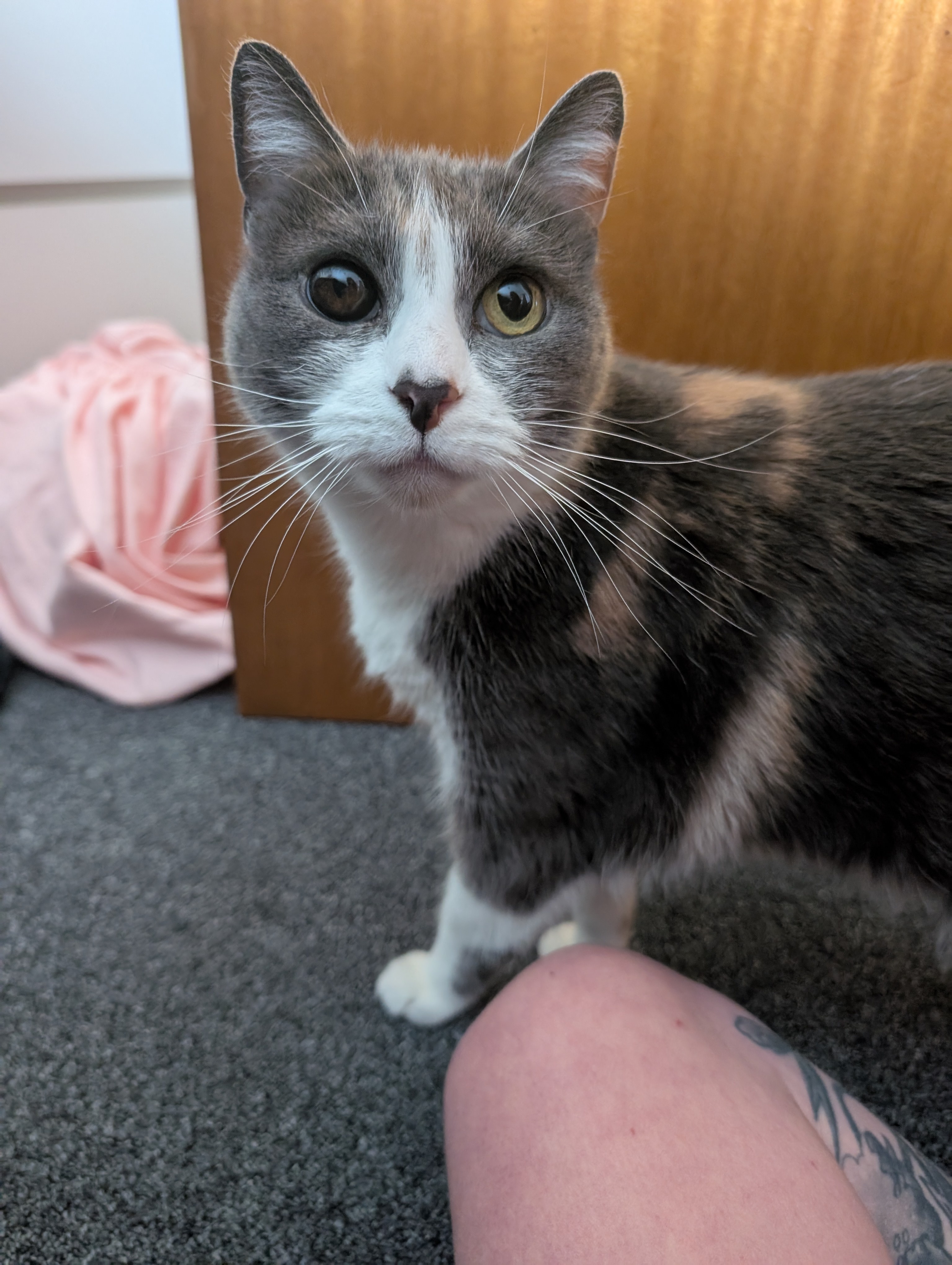 Meet Sweet Phoenix the Cat with Her Adorable 'Puppy Dog' Eyes