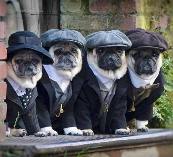 Puggy Blinders: The Cutest Gangsters Around