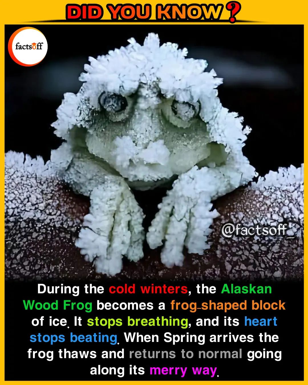 Meet the Alaskan Wood Frog: Nature's Wonder