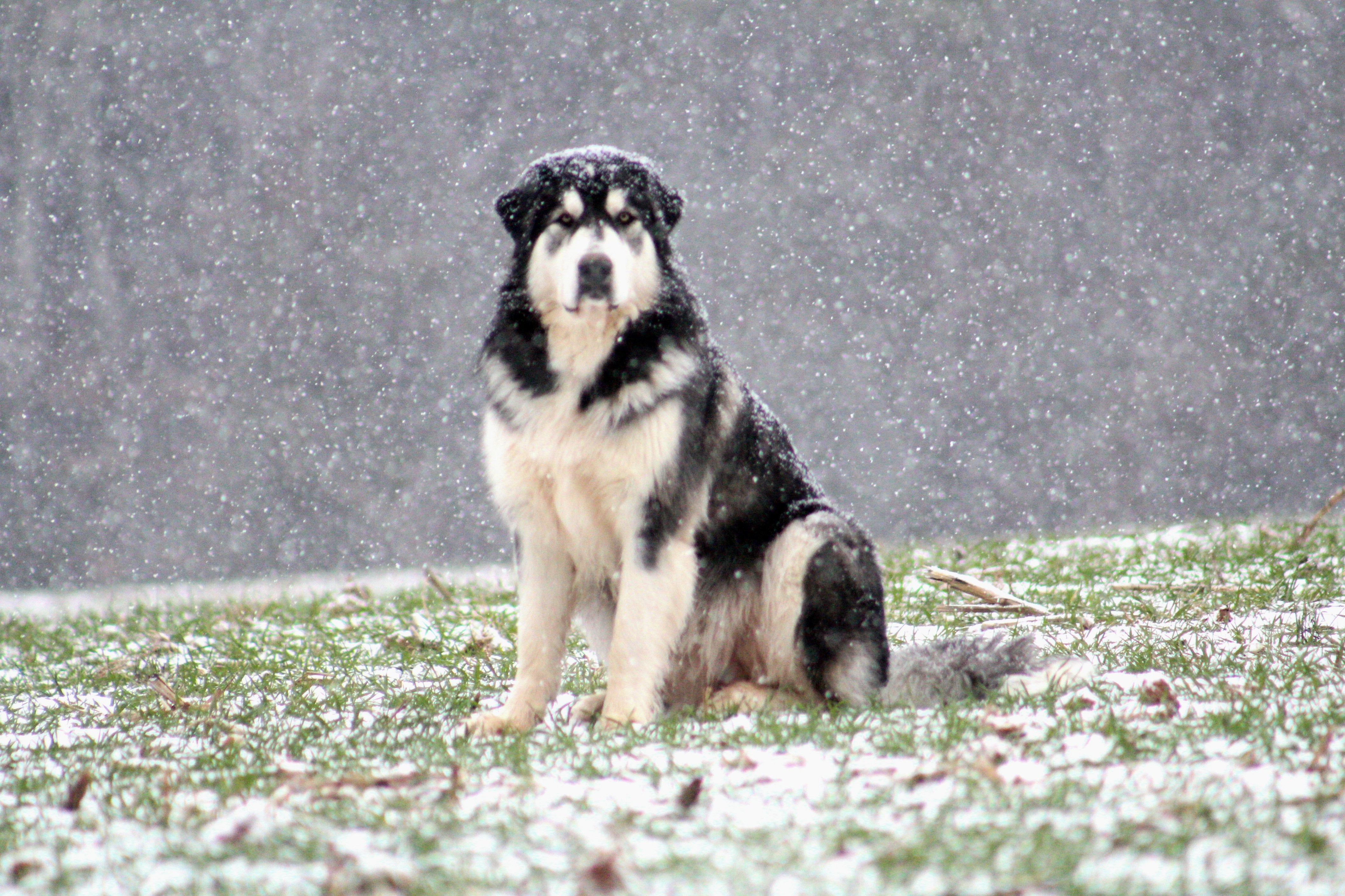 Little Brother's Magical First Encounter with Snow