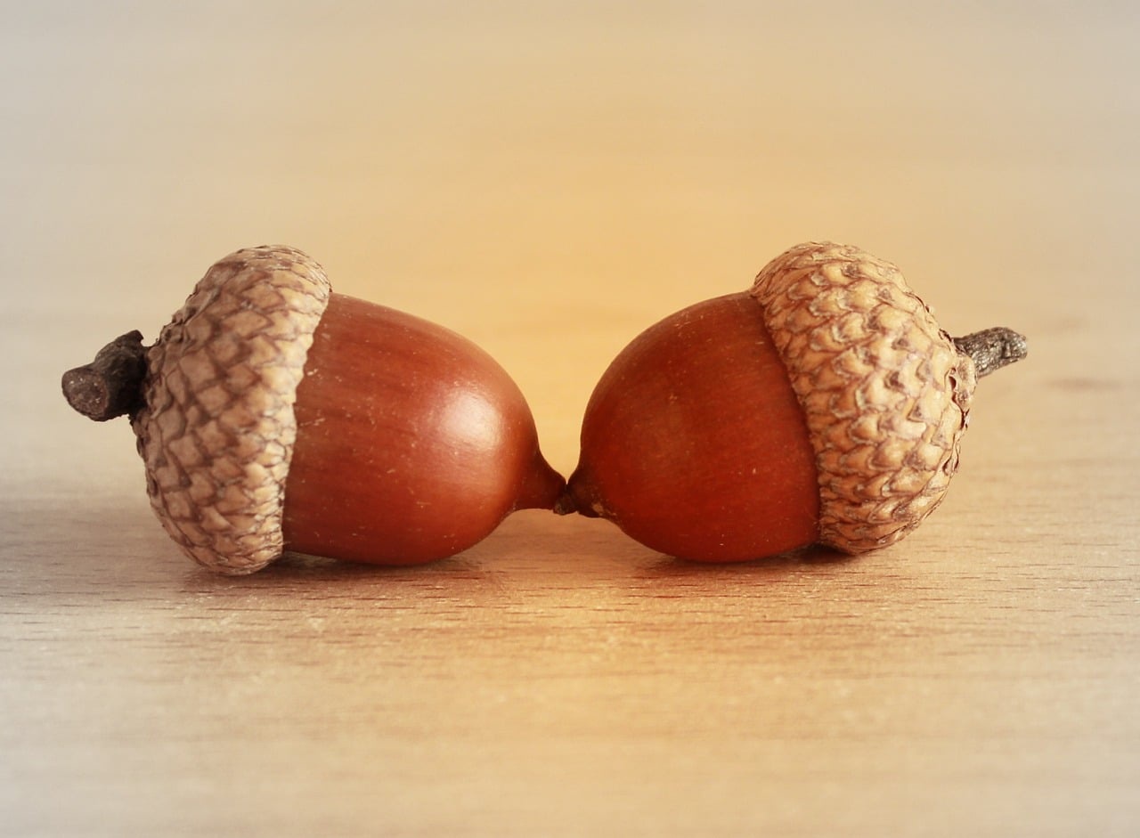 Team Acorn Reigns Supreme!