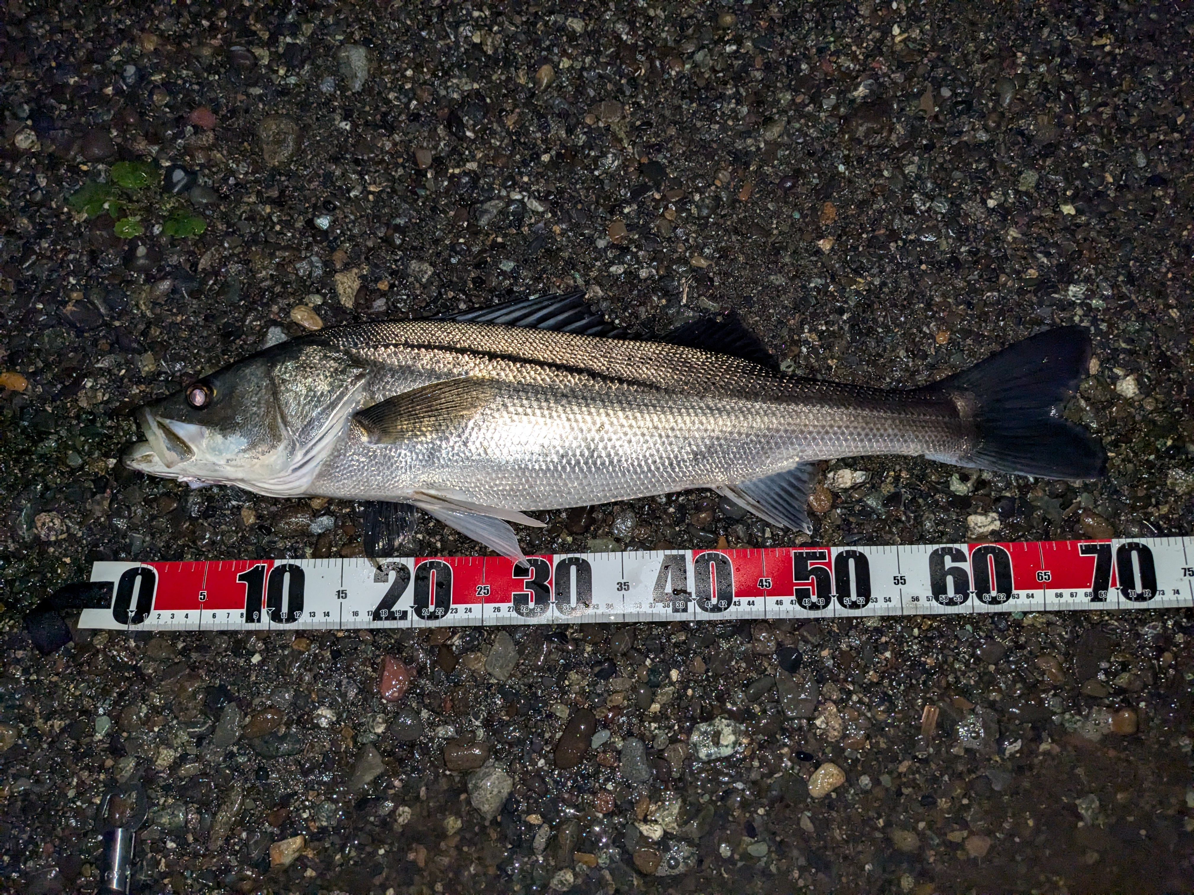 The Epic Seabass Adventure