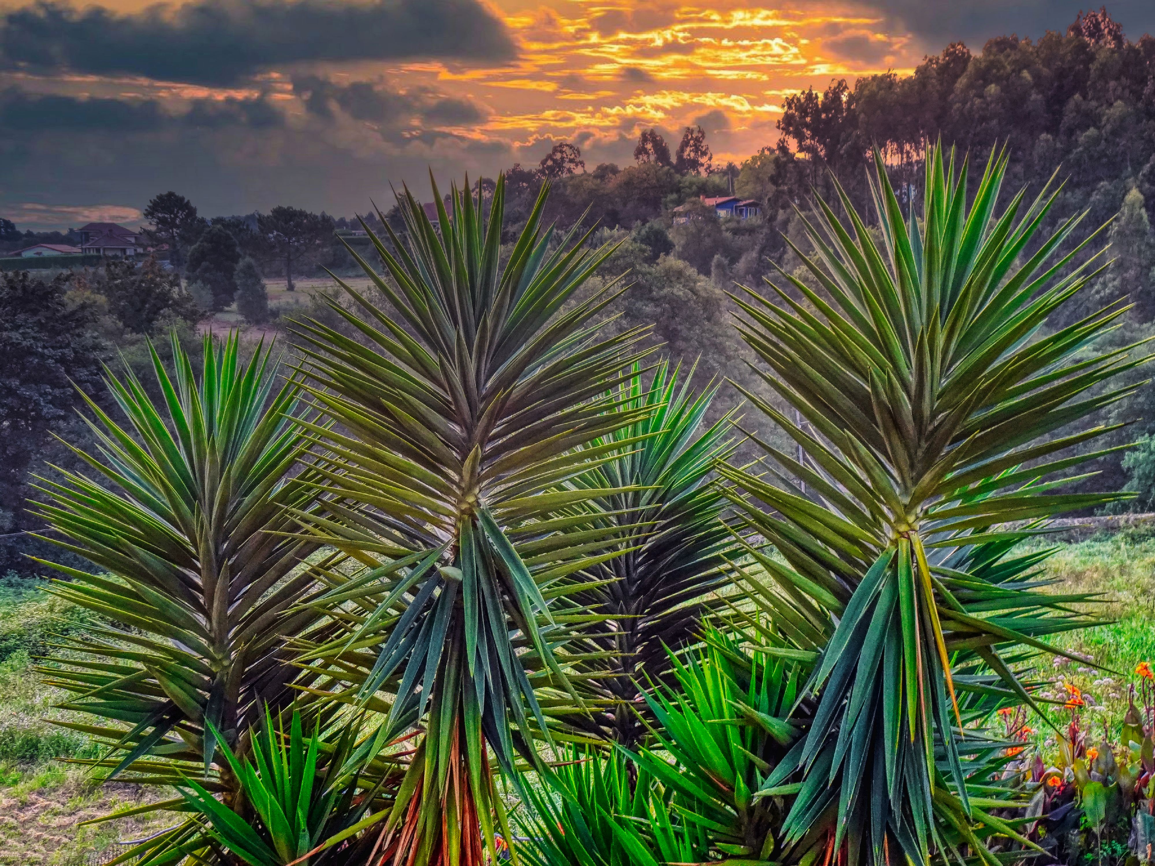 El Pito in Cudillero: A Botanical Wonder in Asturias