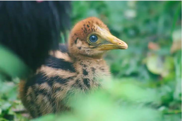 Meet the cutest baby dinosaur you'll ever see!
