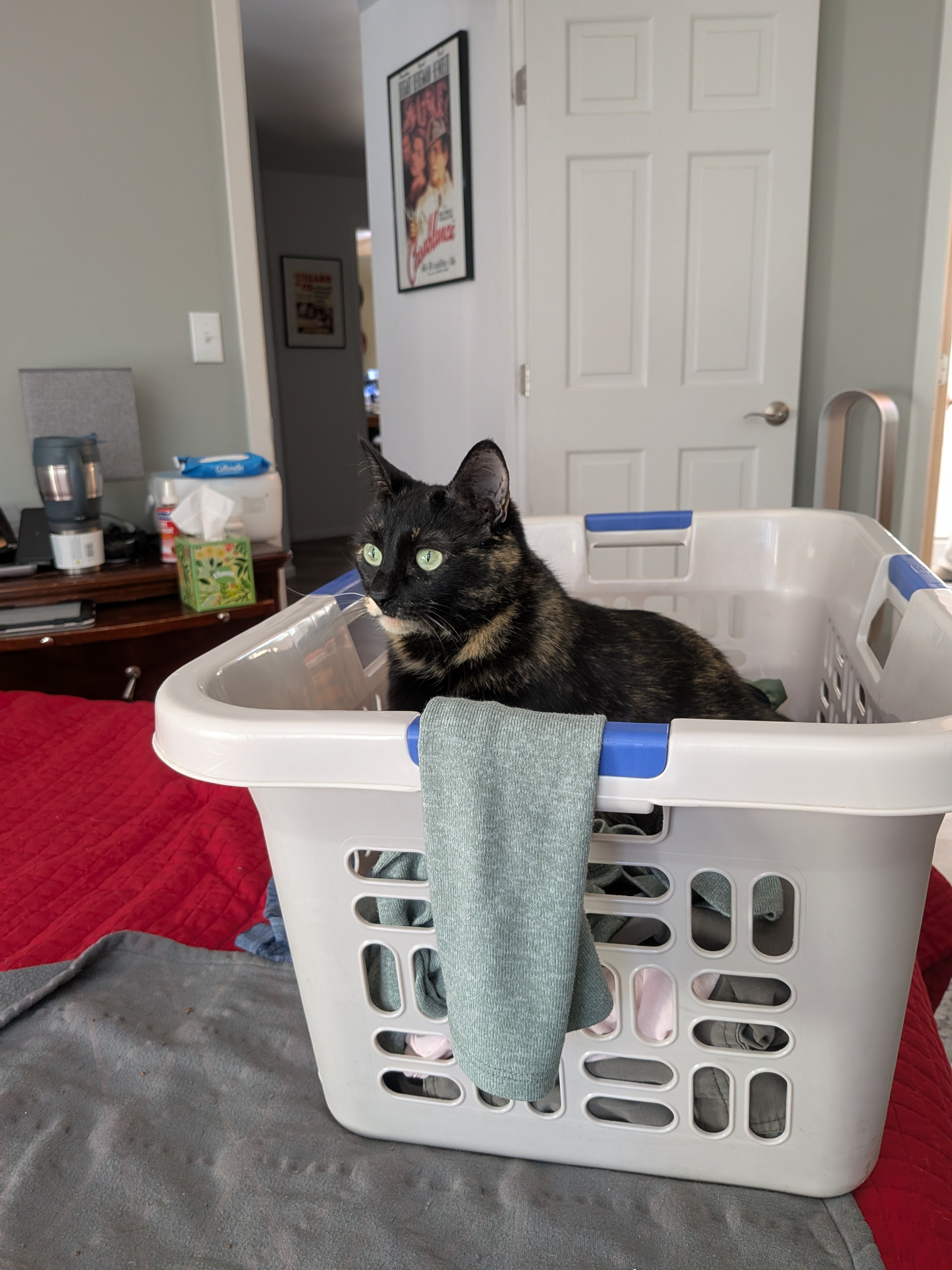 Smudge's Laundry Adventure