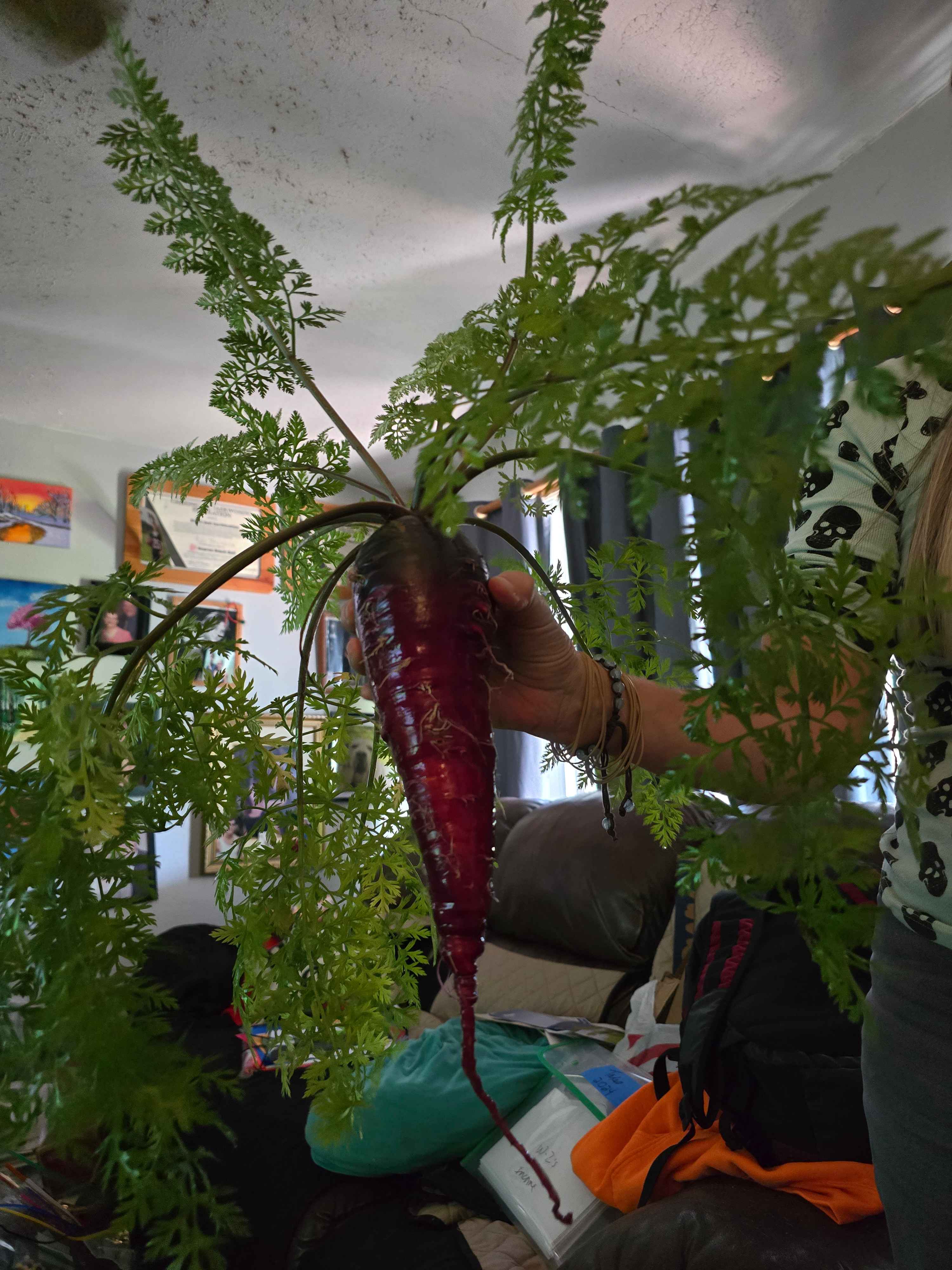 The Humble Garden Carrot