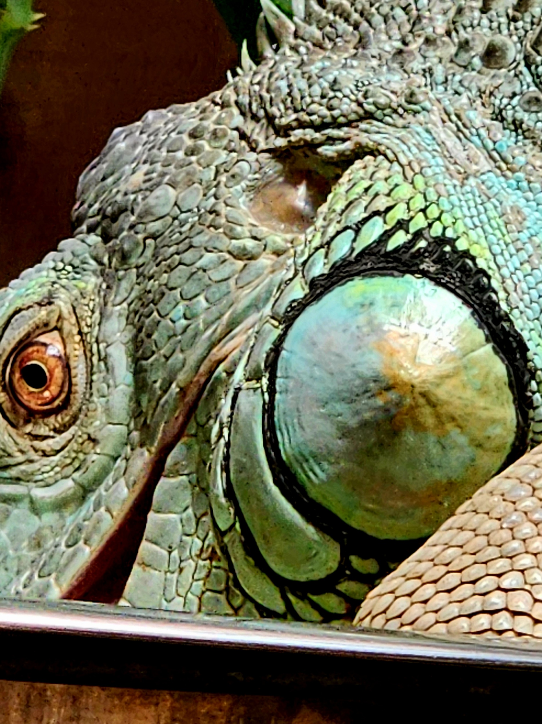 Meet Diego: The Charming Green Iguana