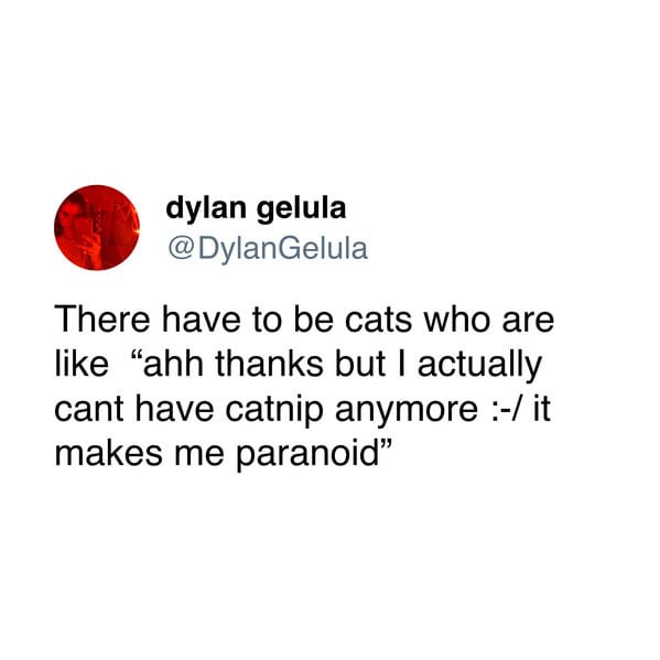 My Cat's Hilarious Take on Our Relationship