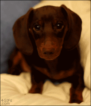 Cuteness Overload: Cake Day Dump #1