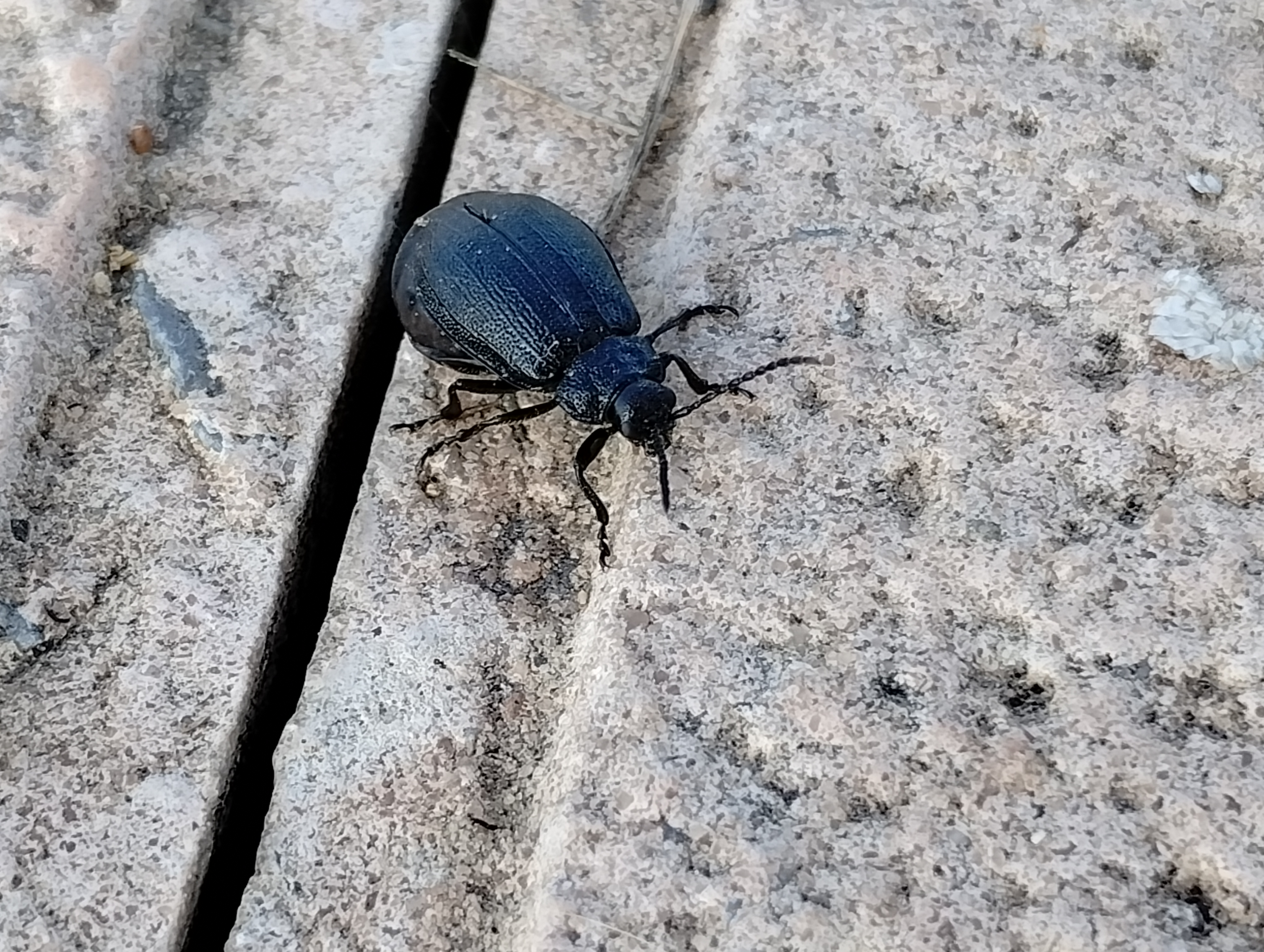 A Beetle's Perspective on Life