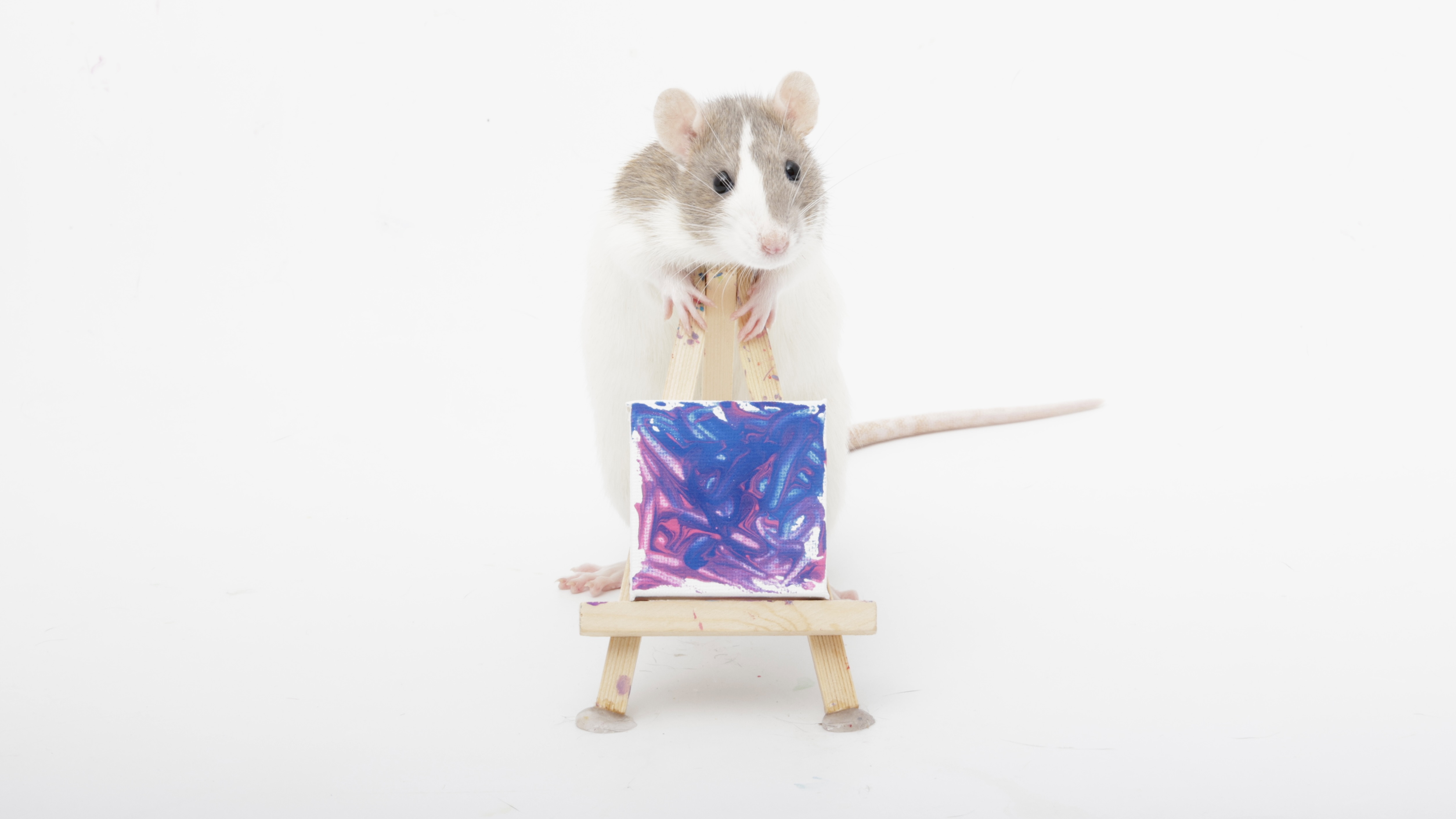 Adorable Pet Rats and Their Latest Tiny Paw Art!