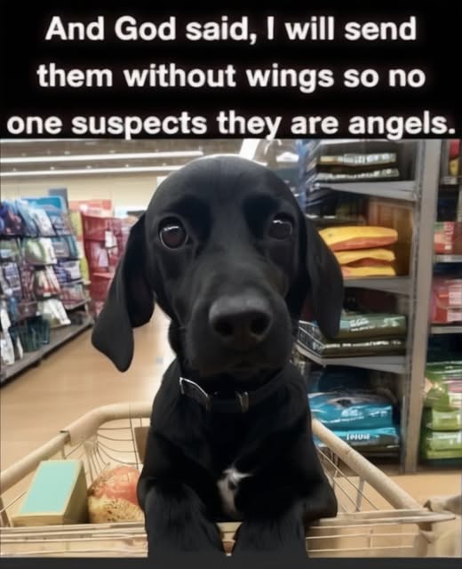 Absolutely Awesome!