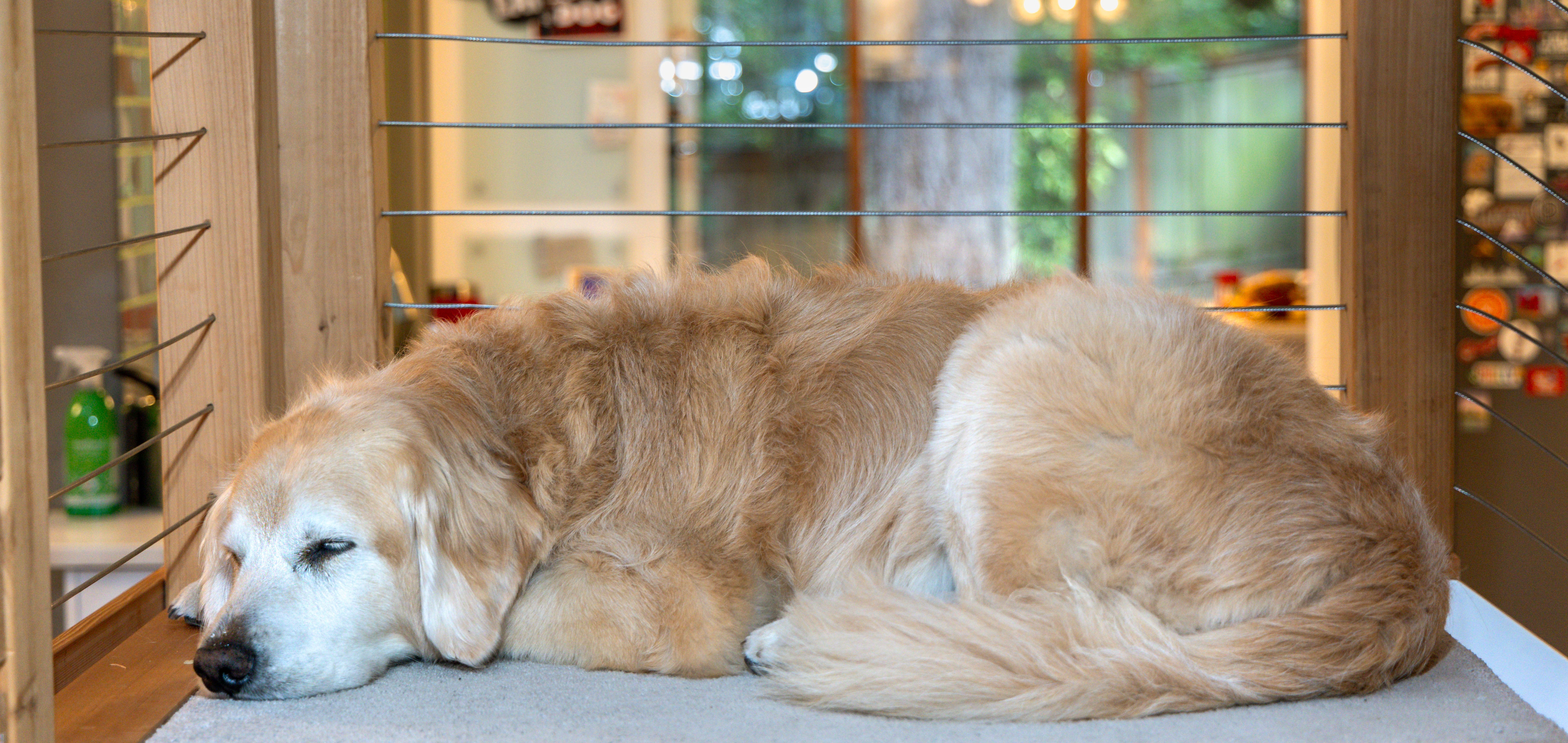 Cooper's Cozy Nap Time