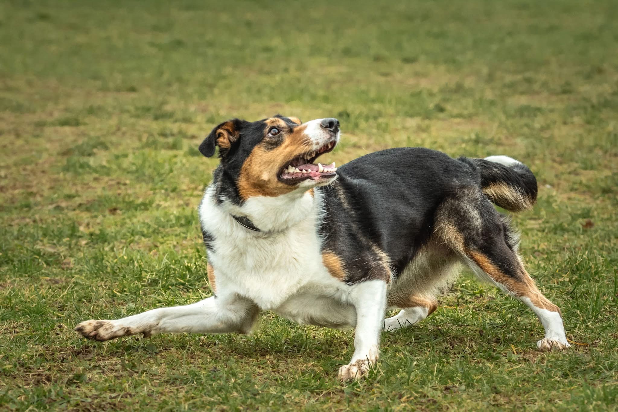 Meet Lola: The Star of the Show