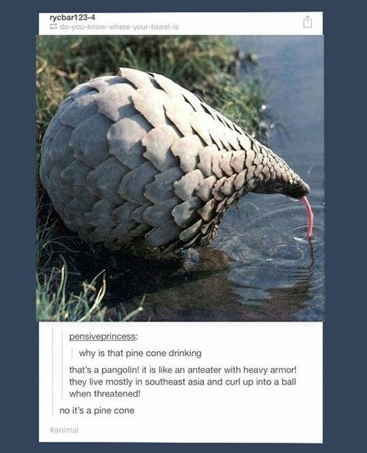 Let’s go, Pinecones! Rally time!