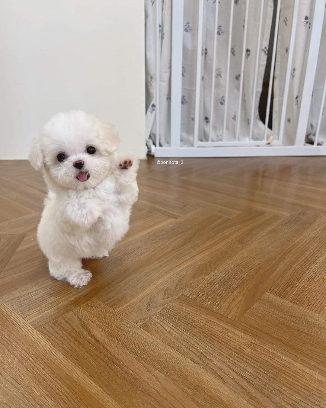 Adorable Puppy Grooves to the Beat