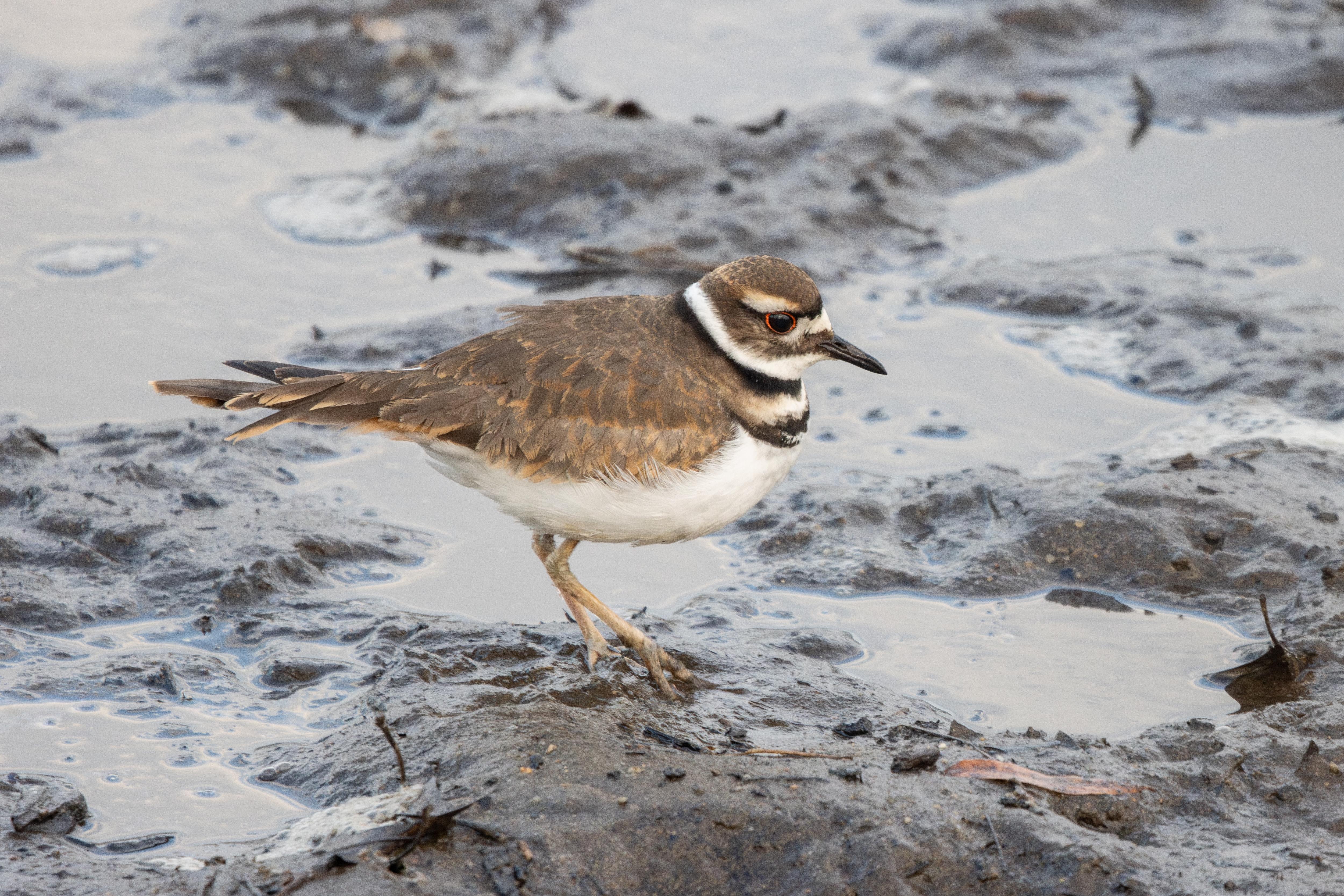 Exploring the Beauty of Birdwatching in Virginia This Winter