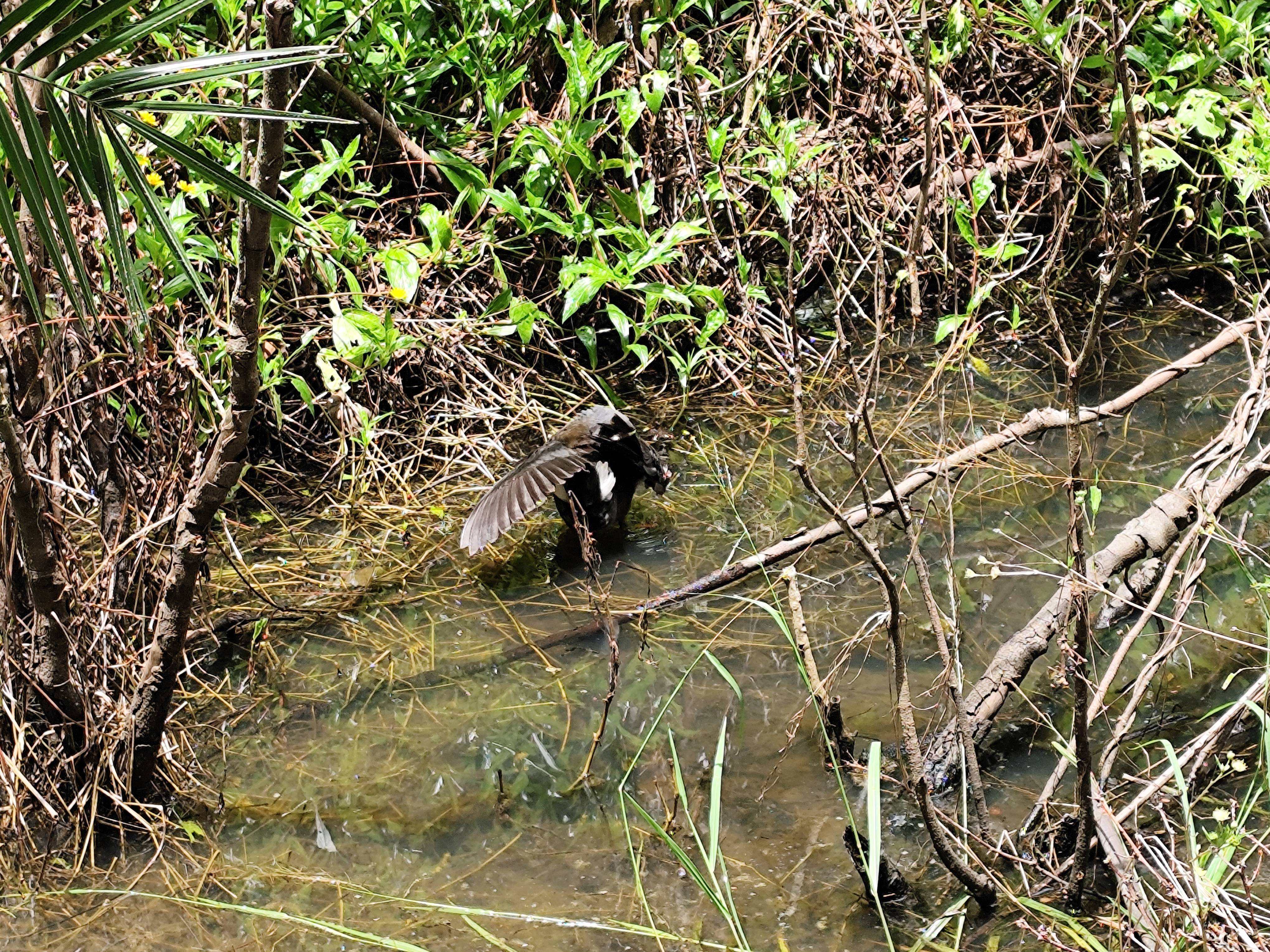 Exploring the Mangrove Walk in Brisbane, 2025