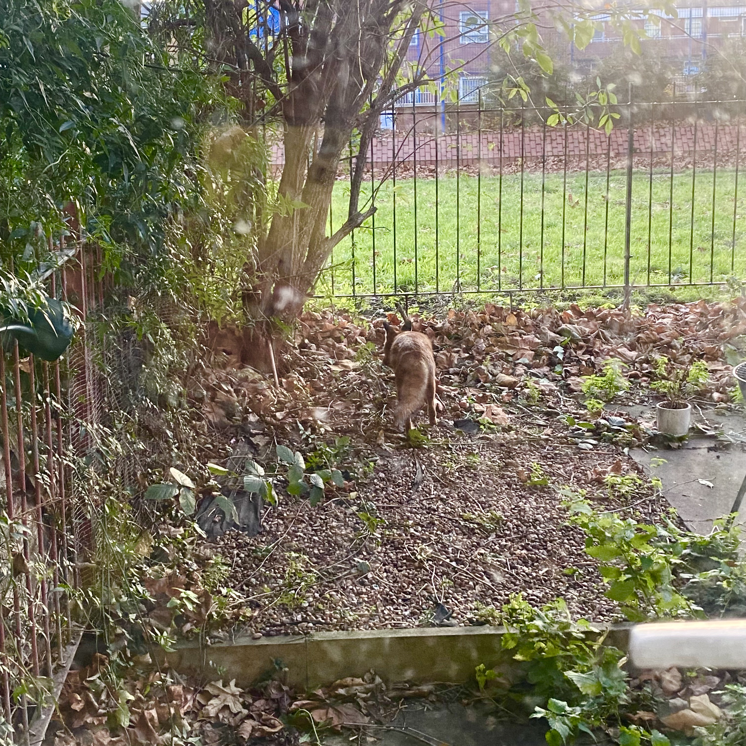 Just a curious fox in the wild.