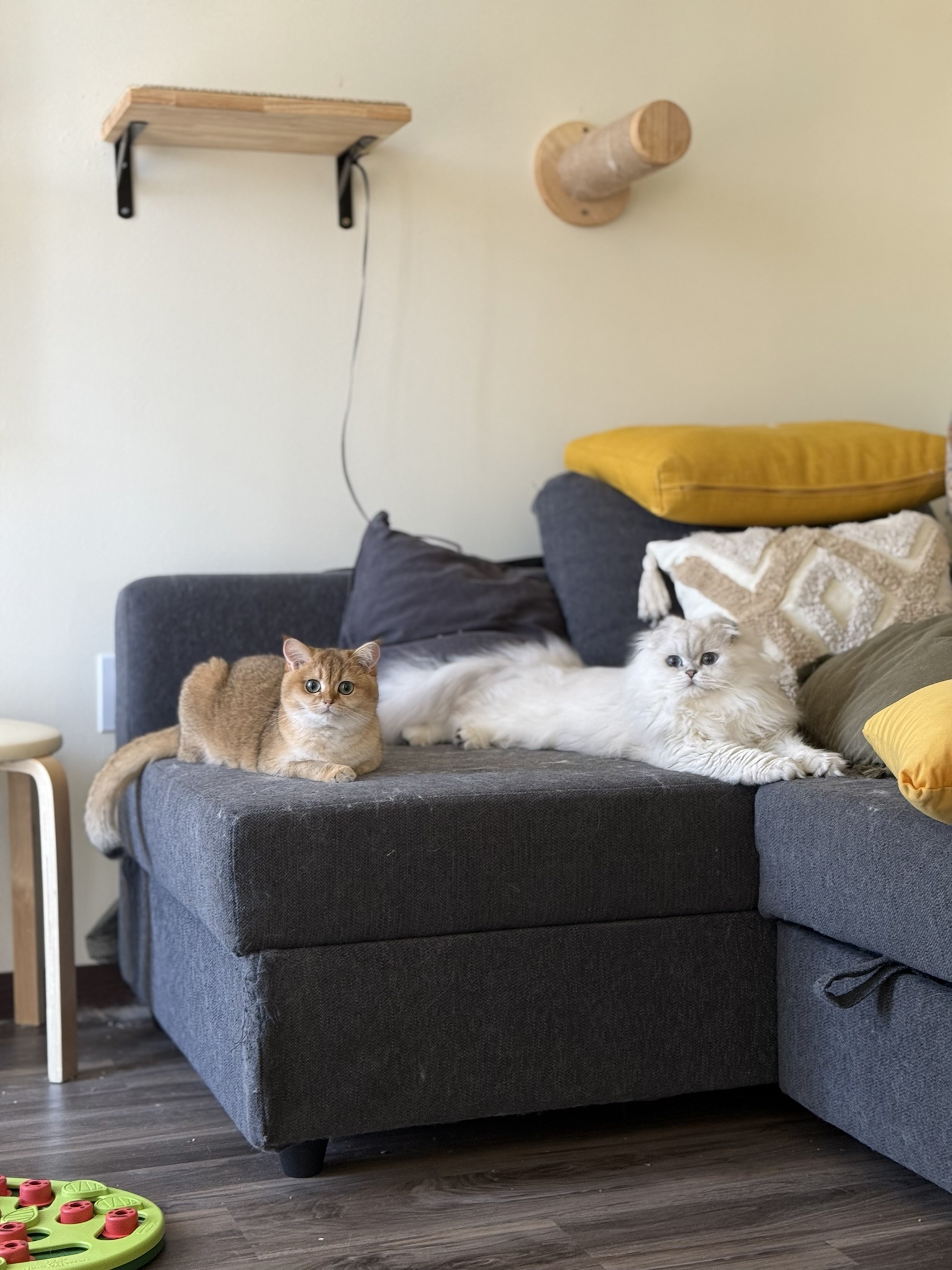 Fred and Mittens having a cozy playtime on the couch.