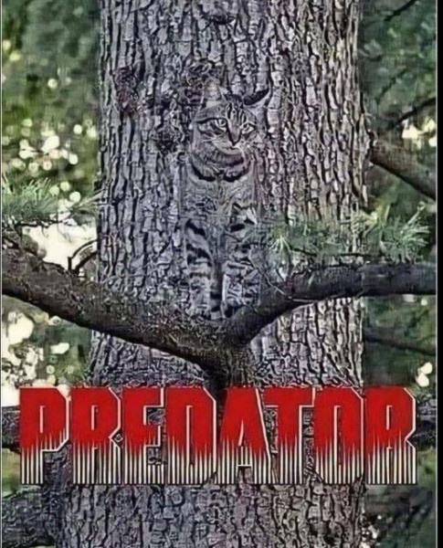 An Ominous Tune Echoes in the Background