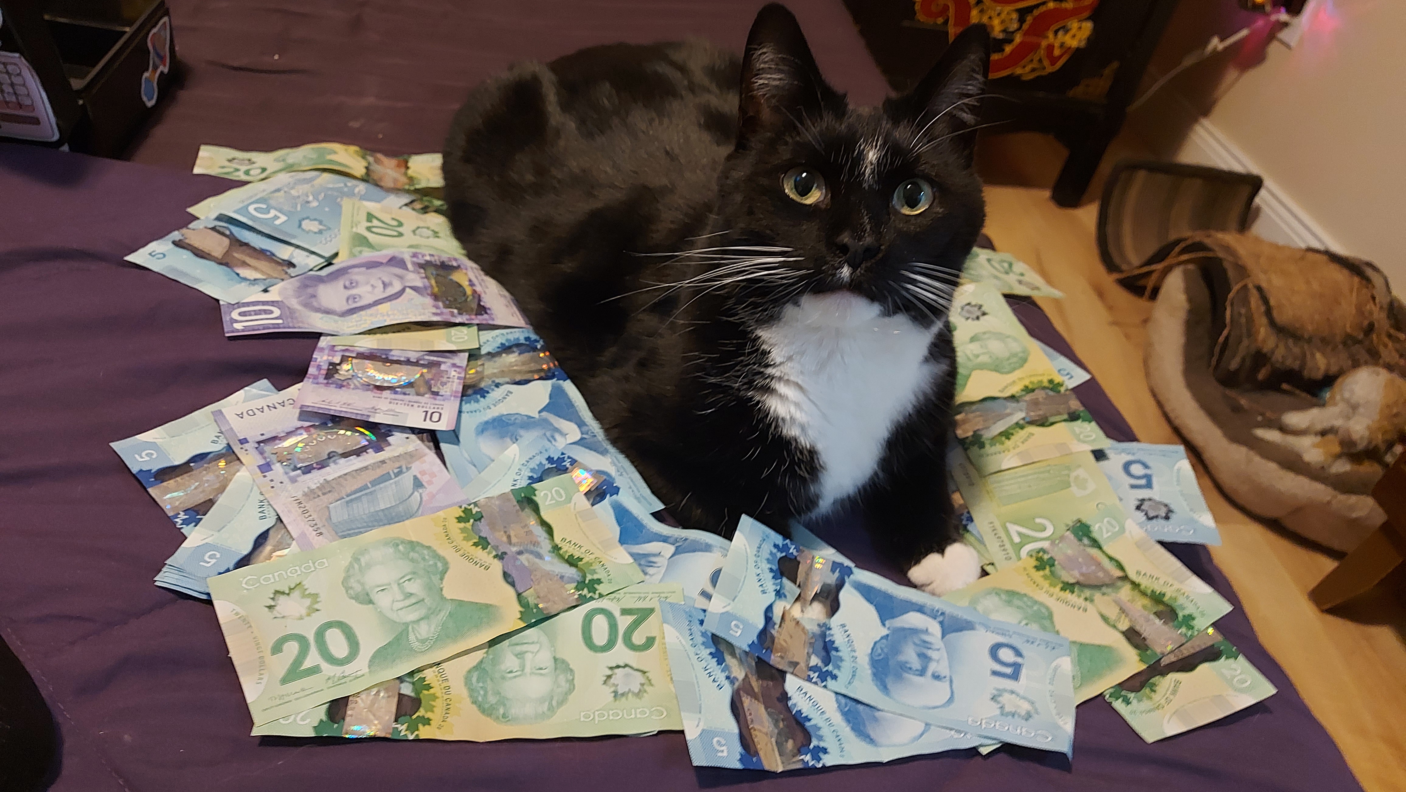 I Made It Rain on My Cat, and He Turned It Into a Cozy Bed!
