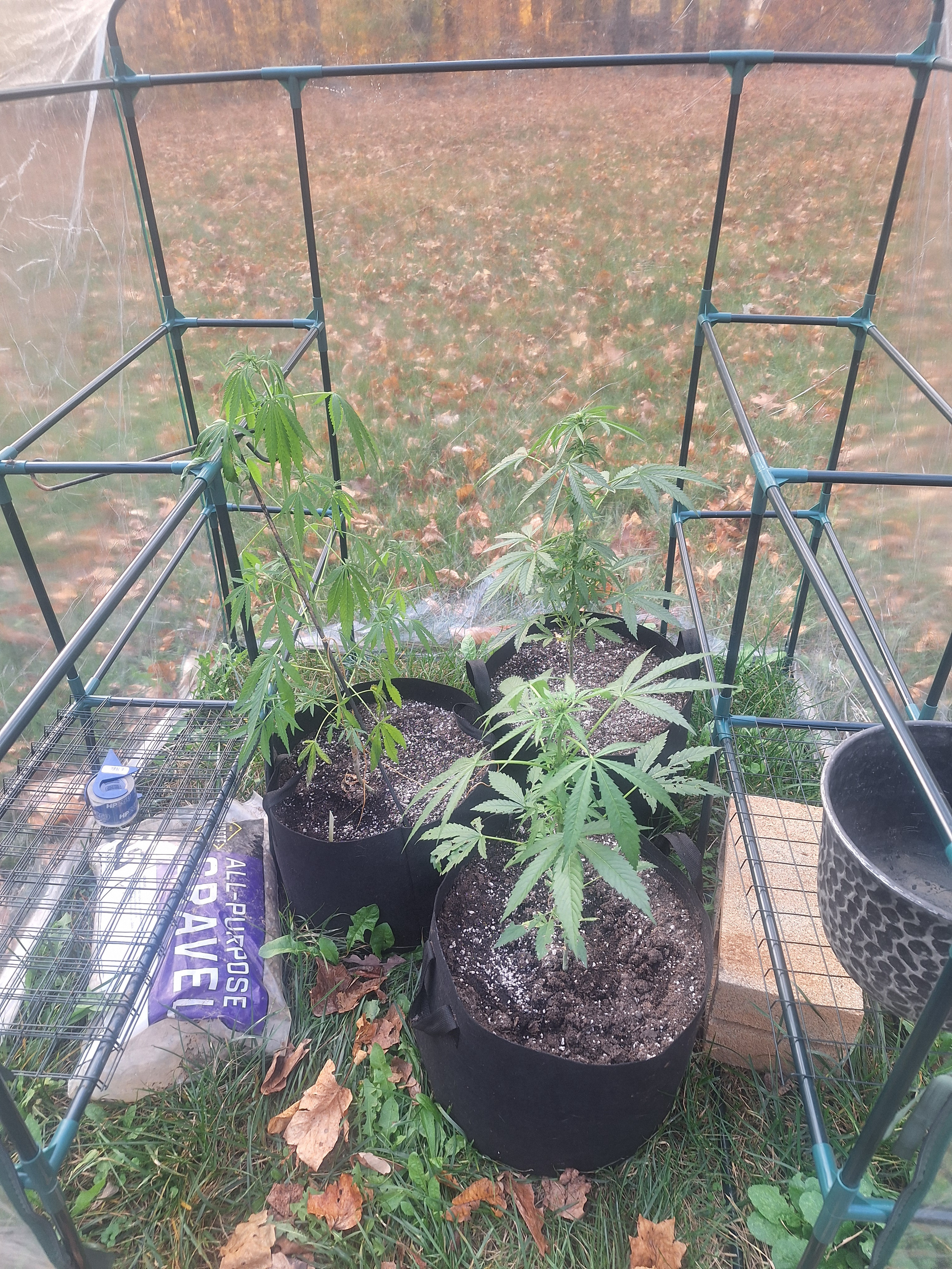 The Perfect Harmony of Plants and Lights