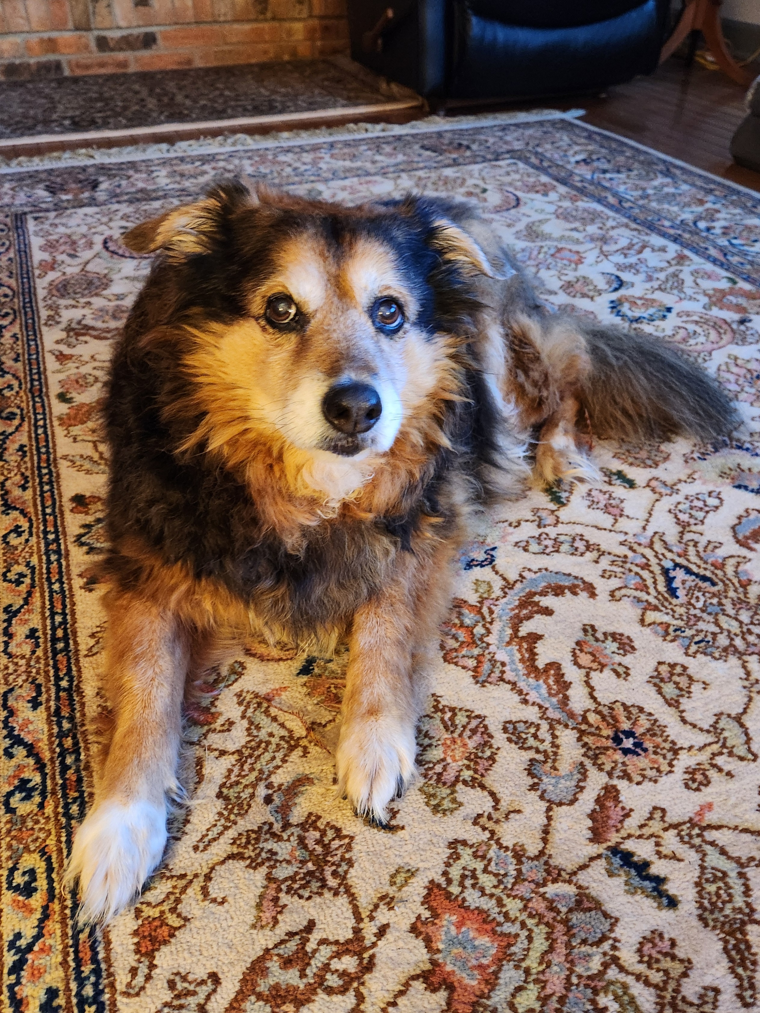 Daily Dose of Peanut the Dog - Day 1640