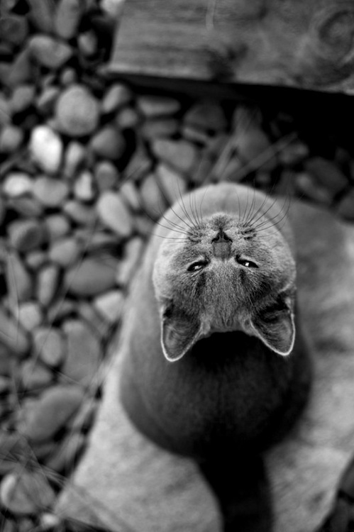 Meet Today’s Adorable Feline Star
