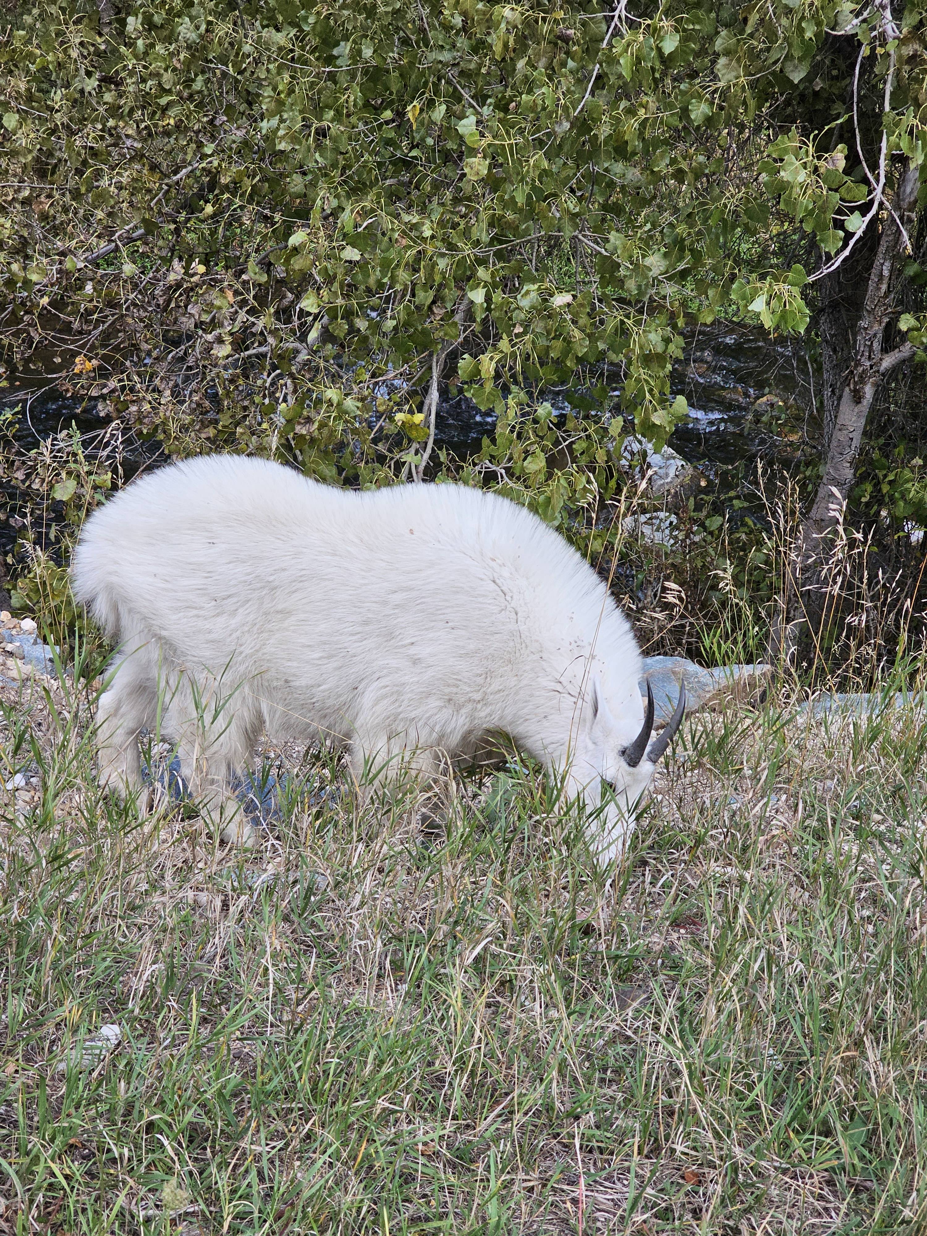 The Majestic Goat