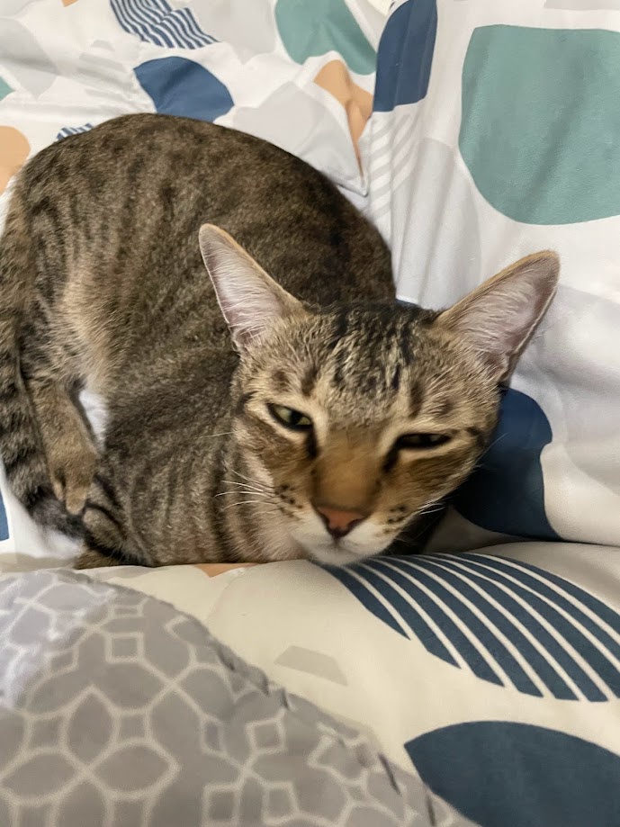 The Feline Chronicles