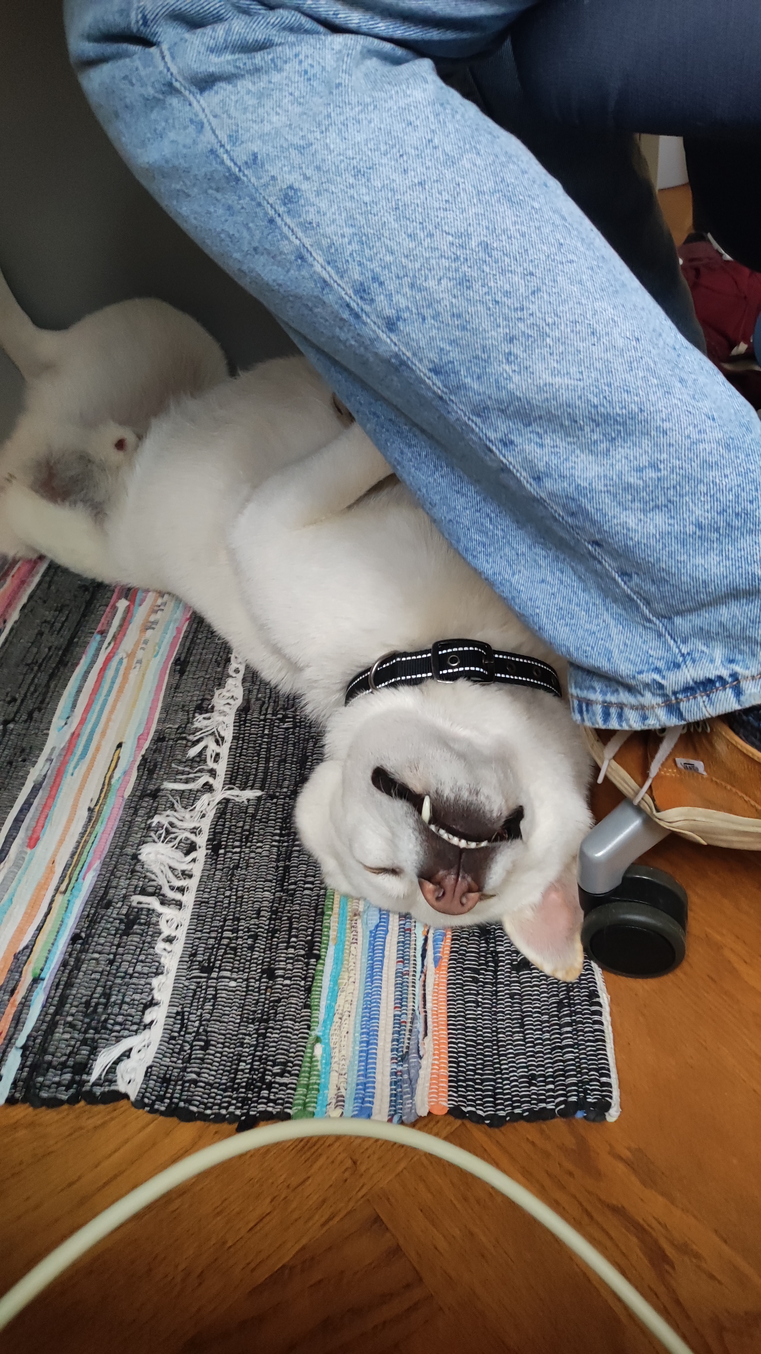 Just My Buddy Enjoying a Cozy Nap