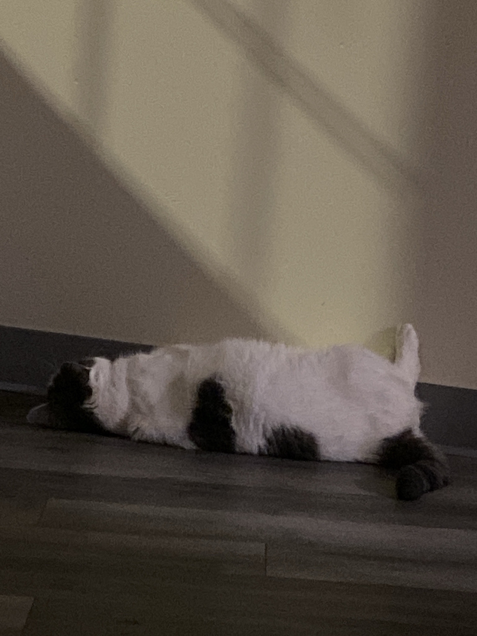 Classic Meow: The Cat's Call