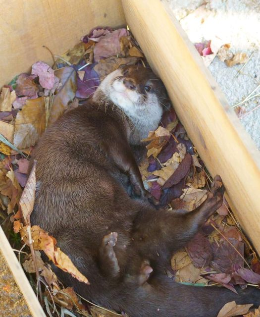 You Otter Leave Me Alone: A Punny Plea